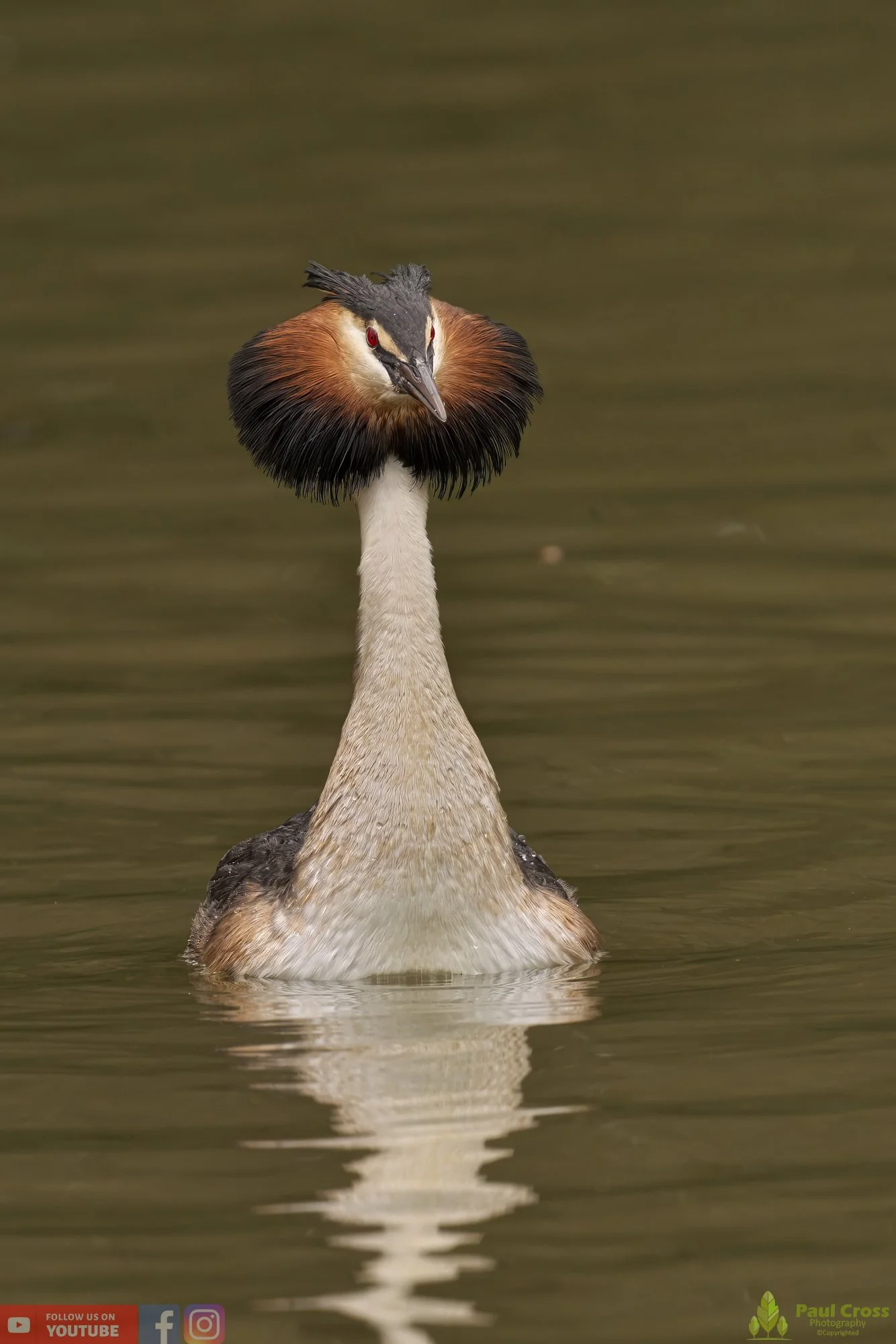 Great Crested Grebe-00755.jpg