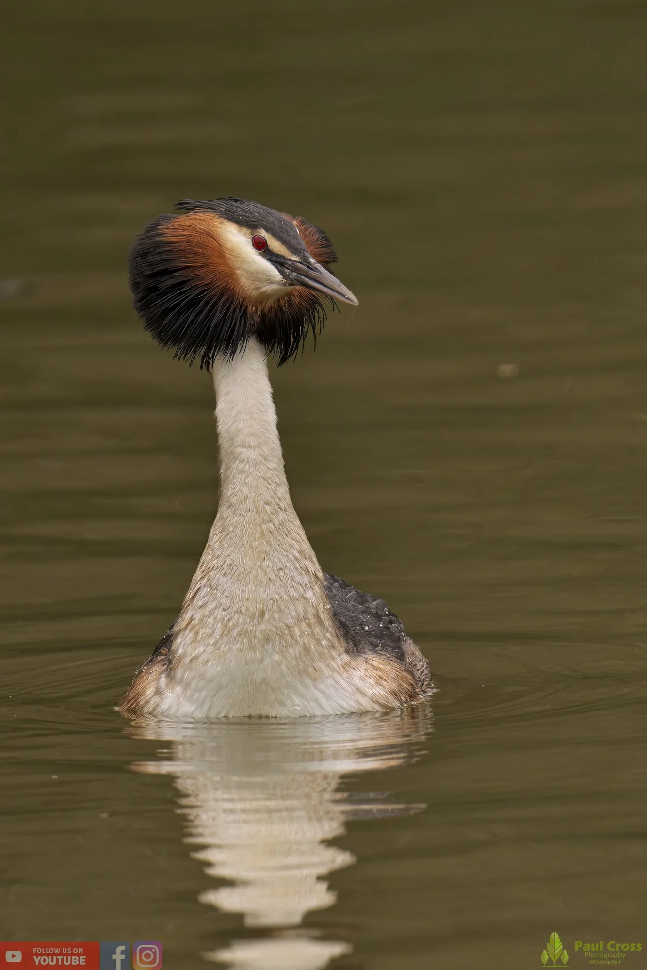 Great Crested Grebe-00756.jpg