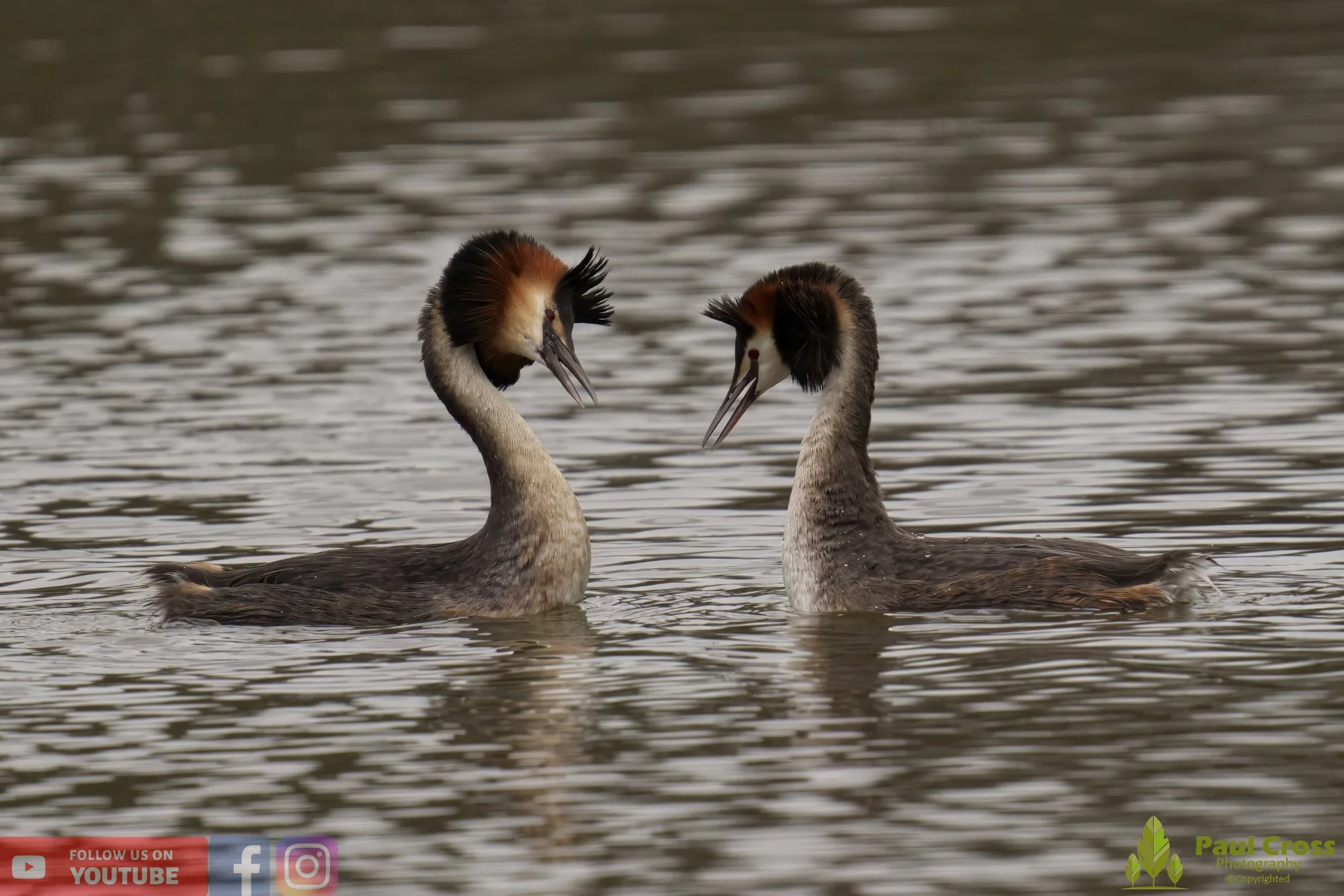 Great Crested Grebe-00757.jpg