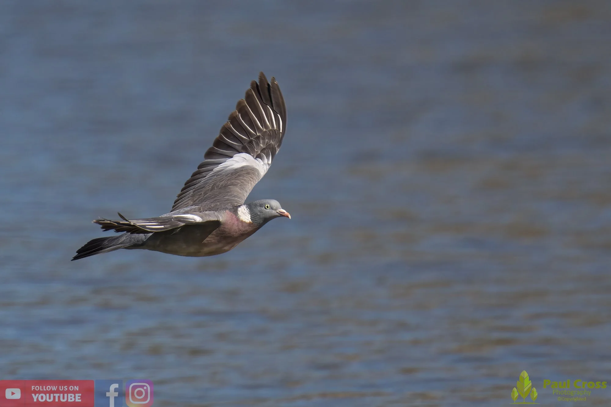 Wood Pigeon-00155.jpg