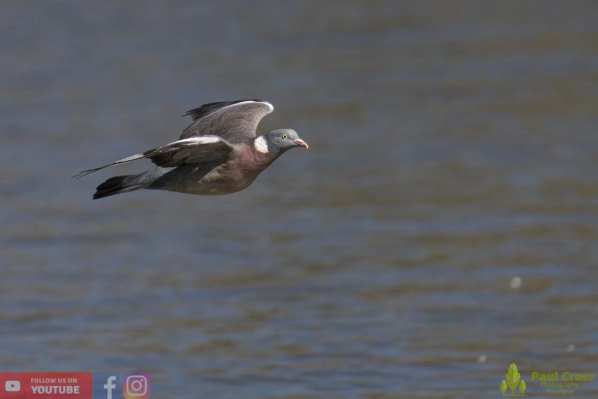 Wood Pigeon-00156.jpg