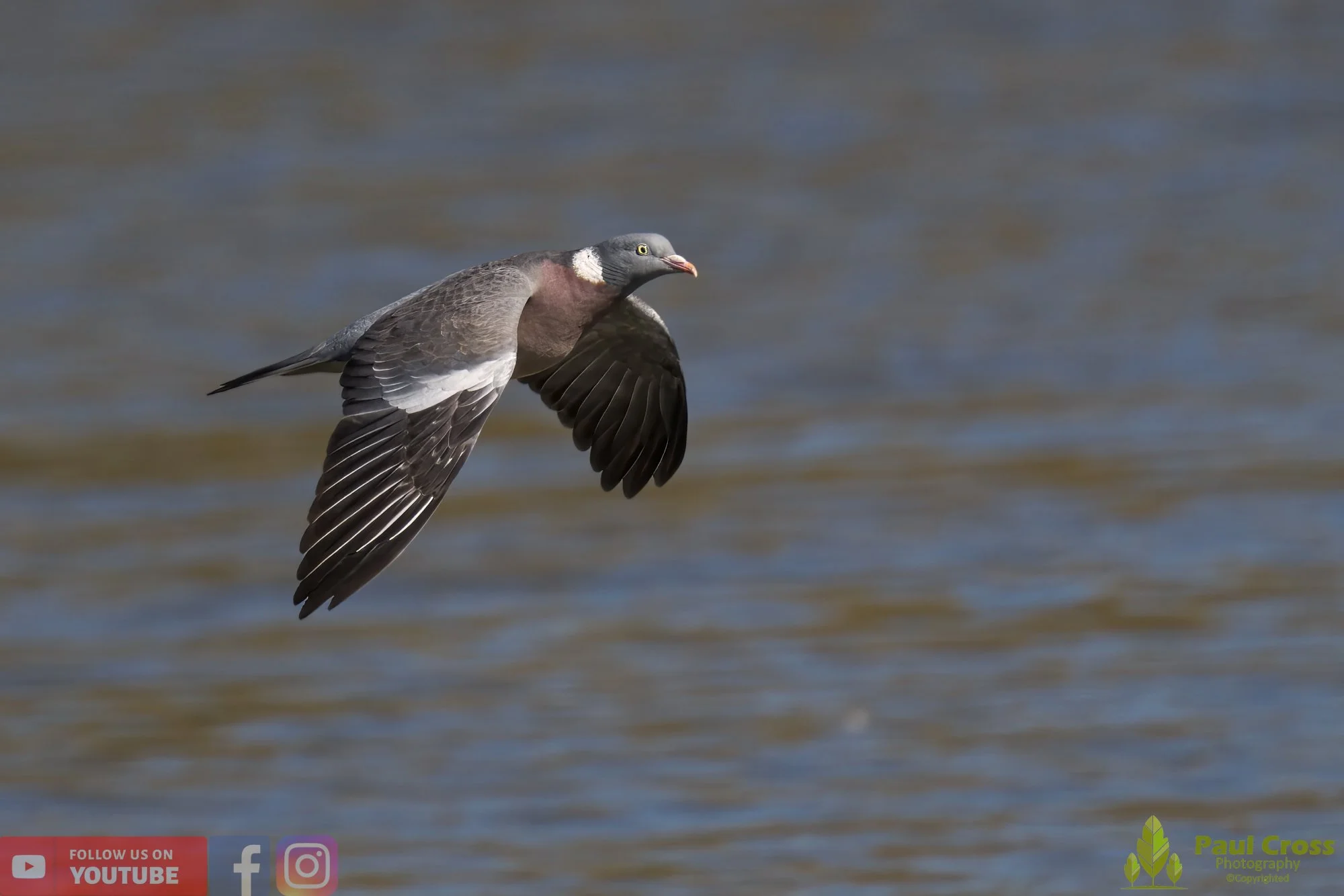 Wood Pigeon-00157.jpg