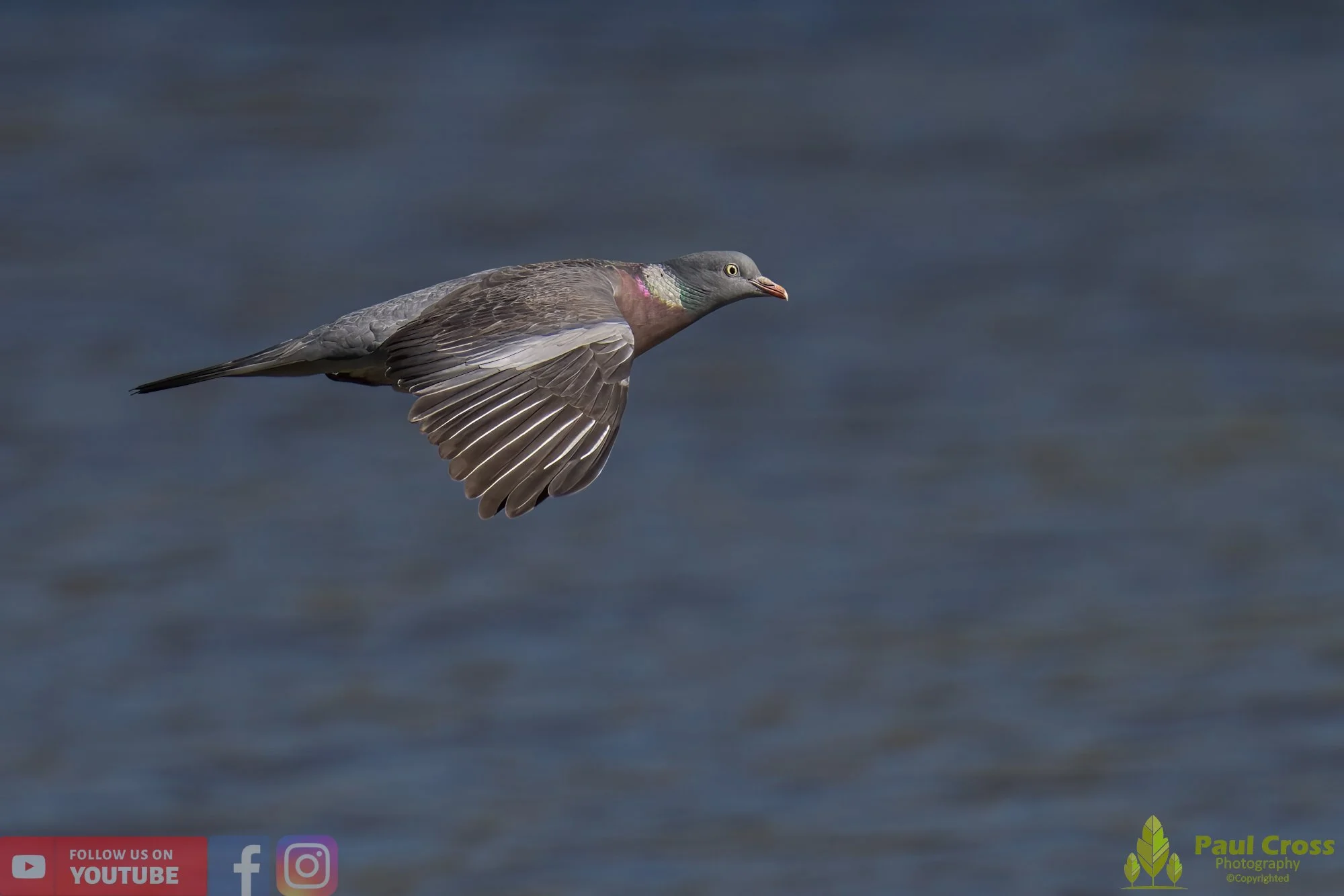 Wood Pigeon-00158.jpg