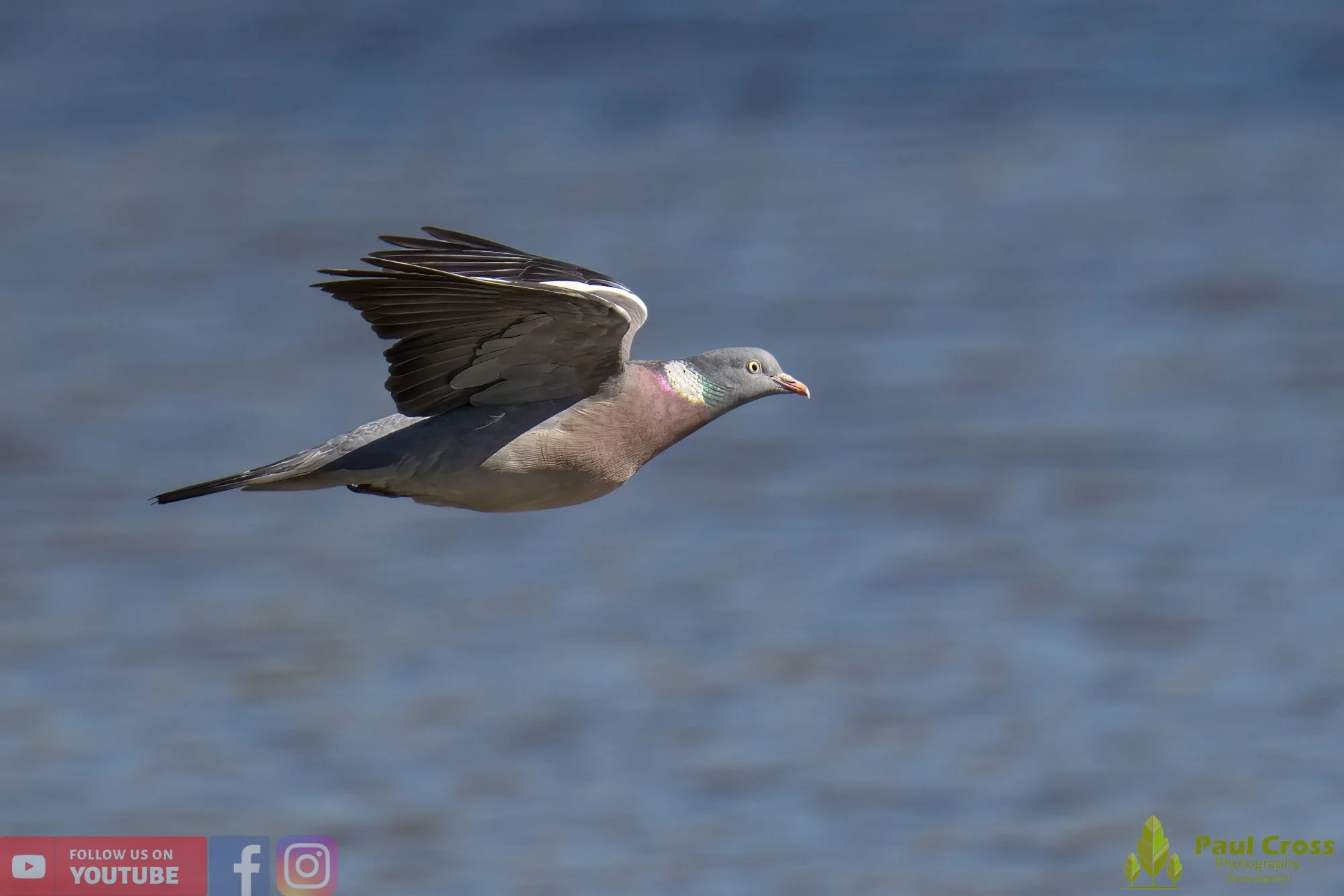 Wood Pigeon-00159.jpg