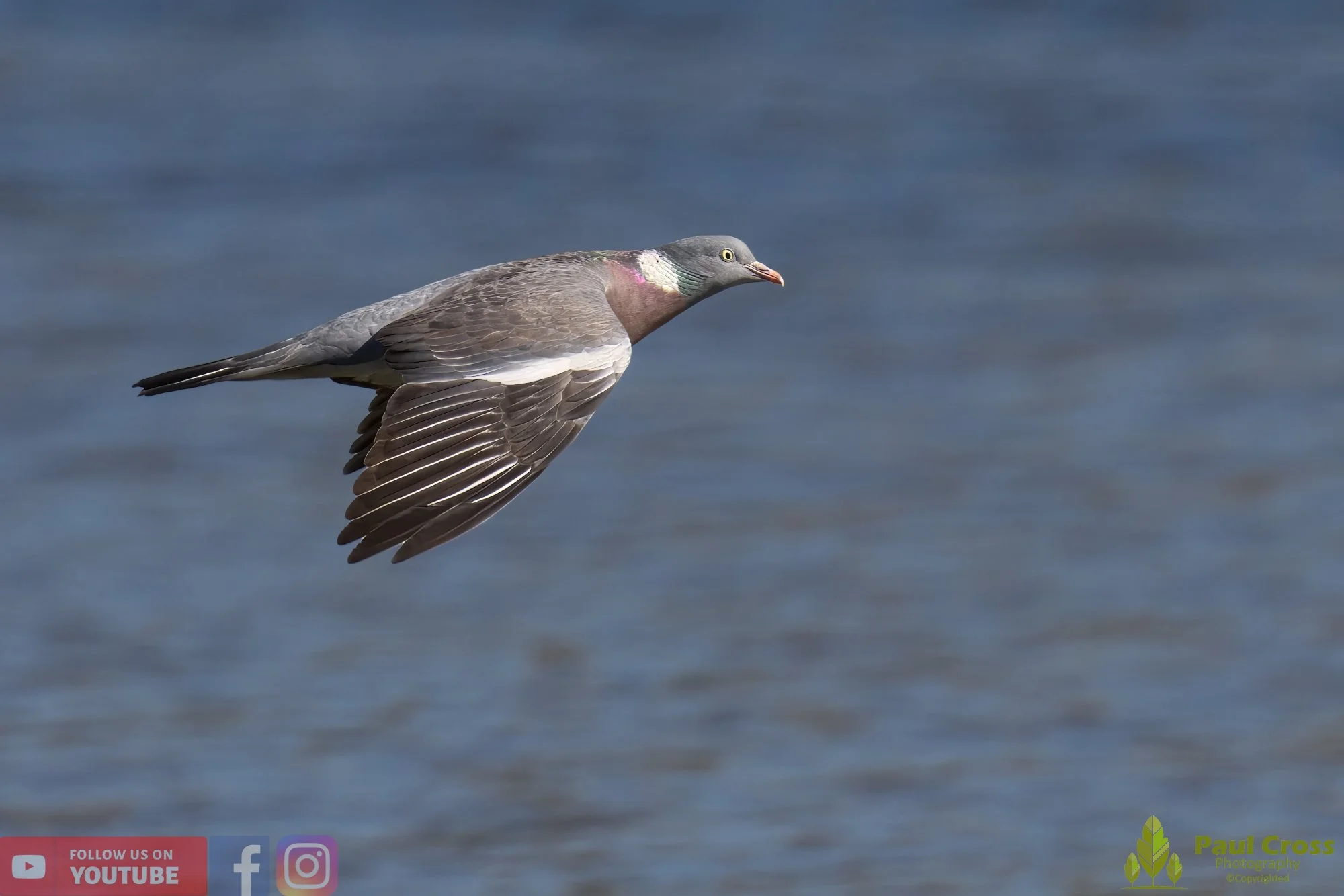 Wood Pigeon-00160.jpg