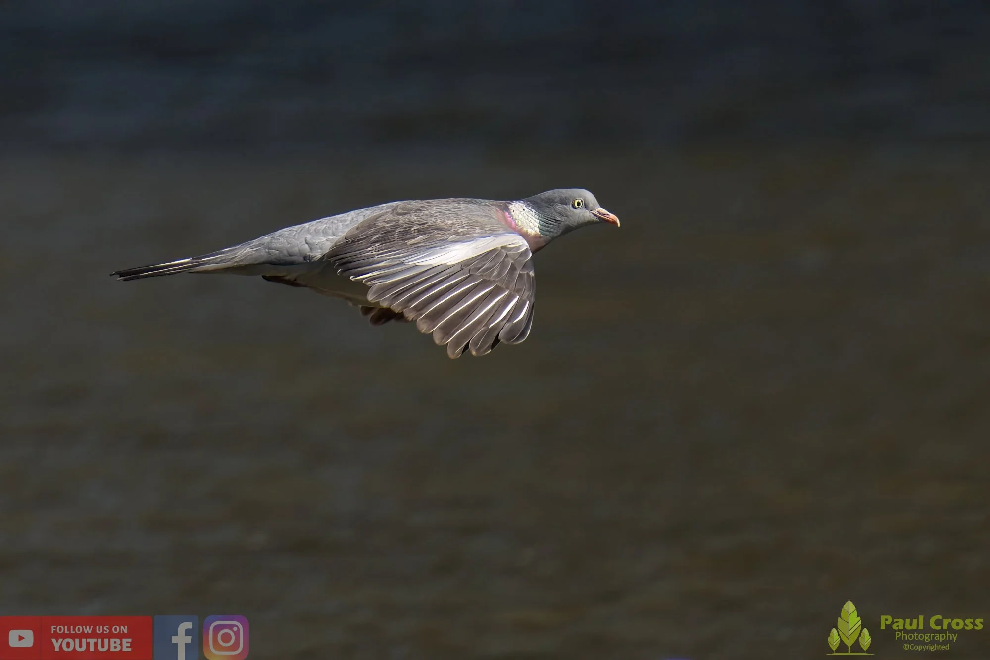 Wood Pigeon-00161.jpg