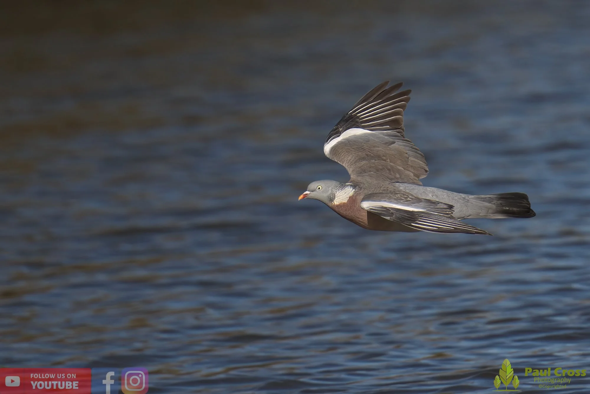 Wood Pigeon-00162.jpg