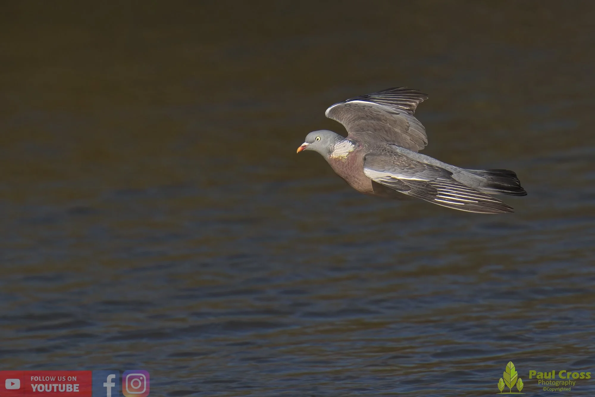 Wood Pigeon-00163.jpg