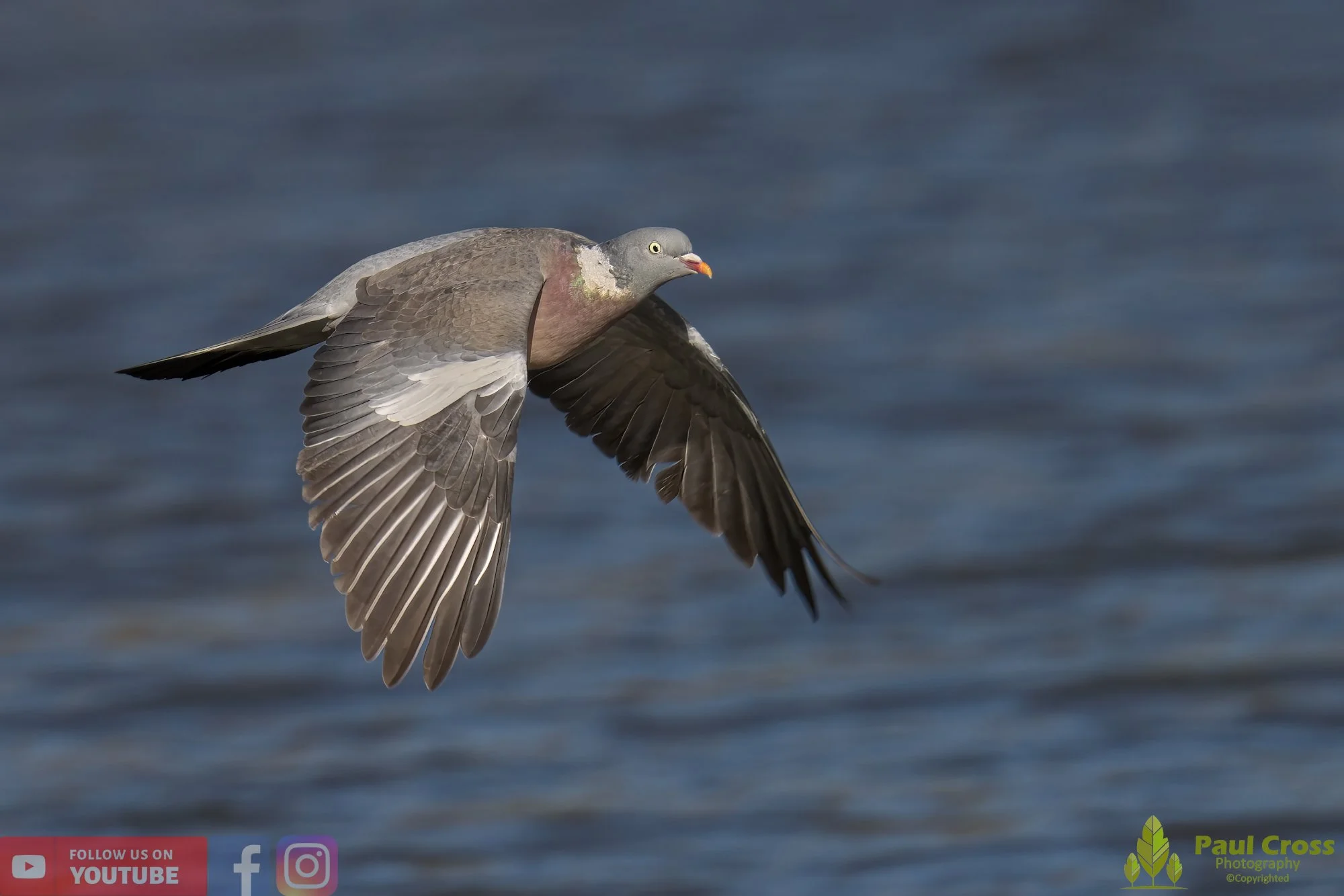 Wood Pigeon-00164.jpg