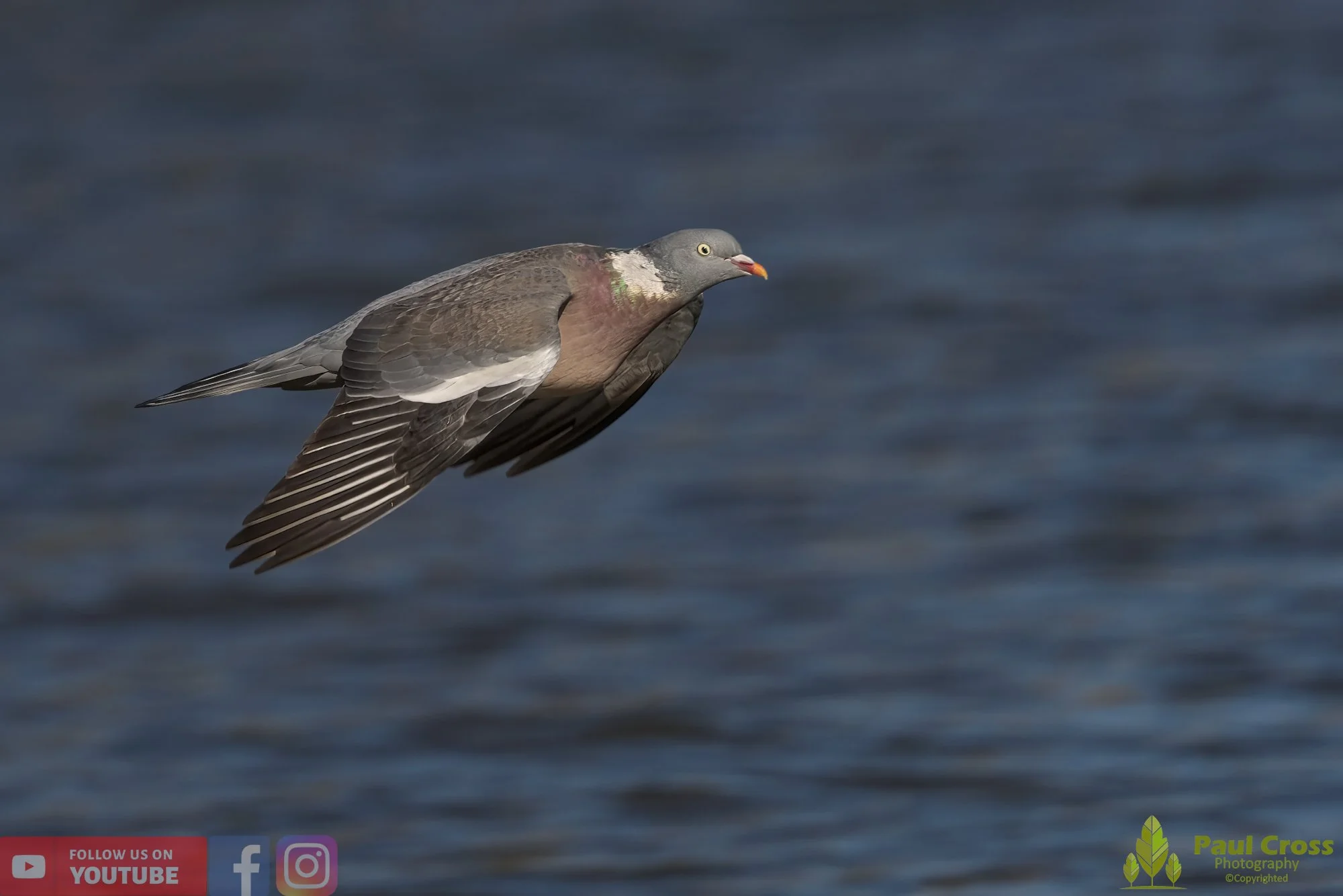 Wood Pigeon-00165.jpg