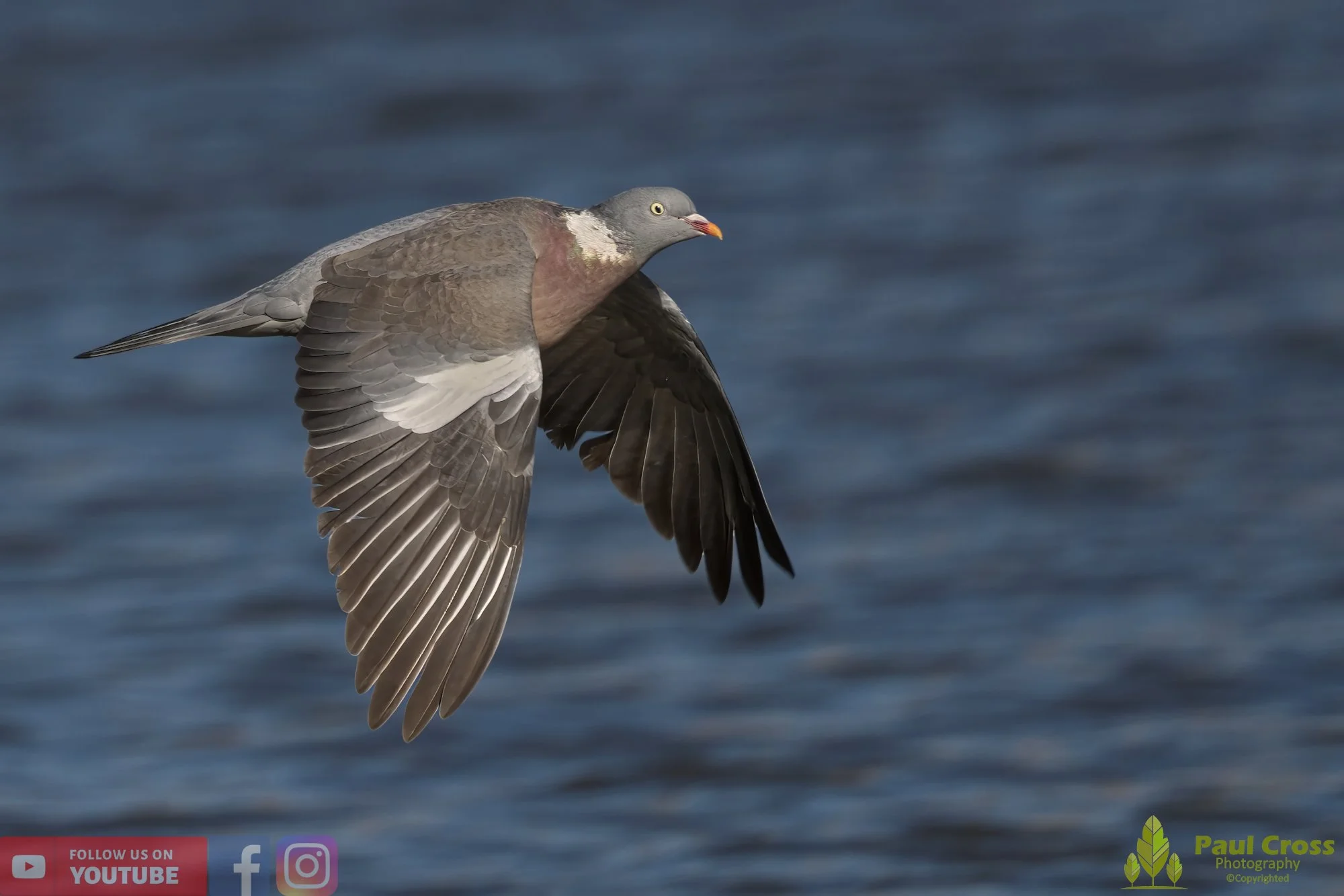 Wood Pigeon-00166.jpg