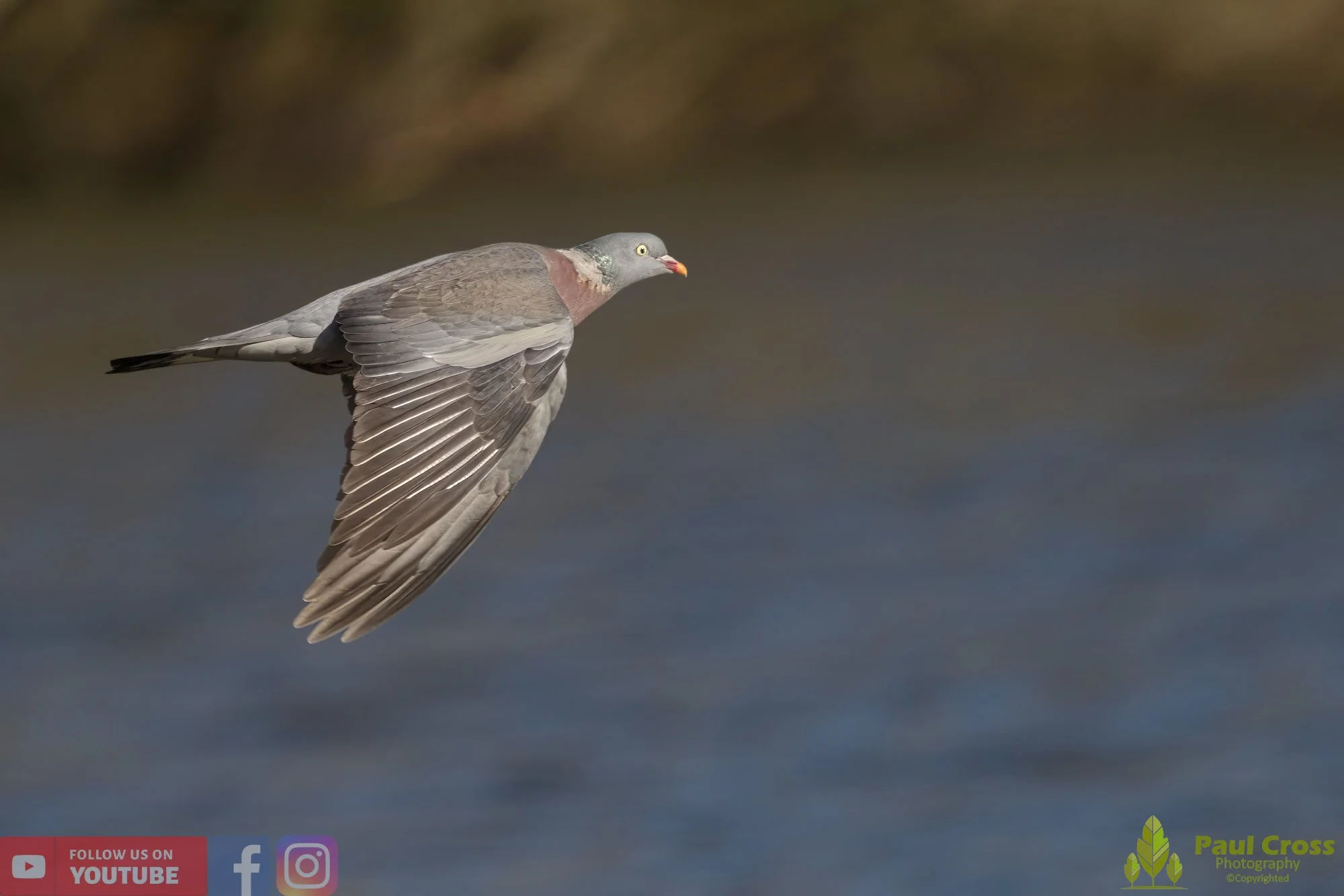 Wood Pigeon-00167.jpg