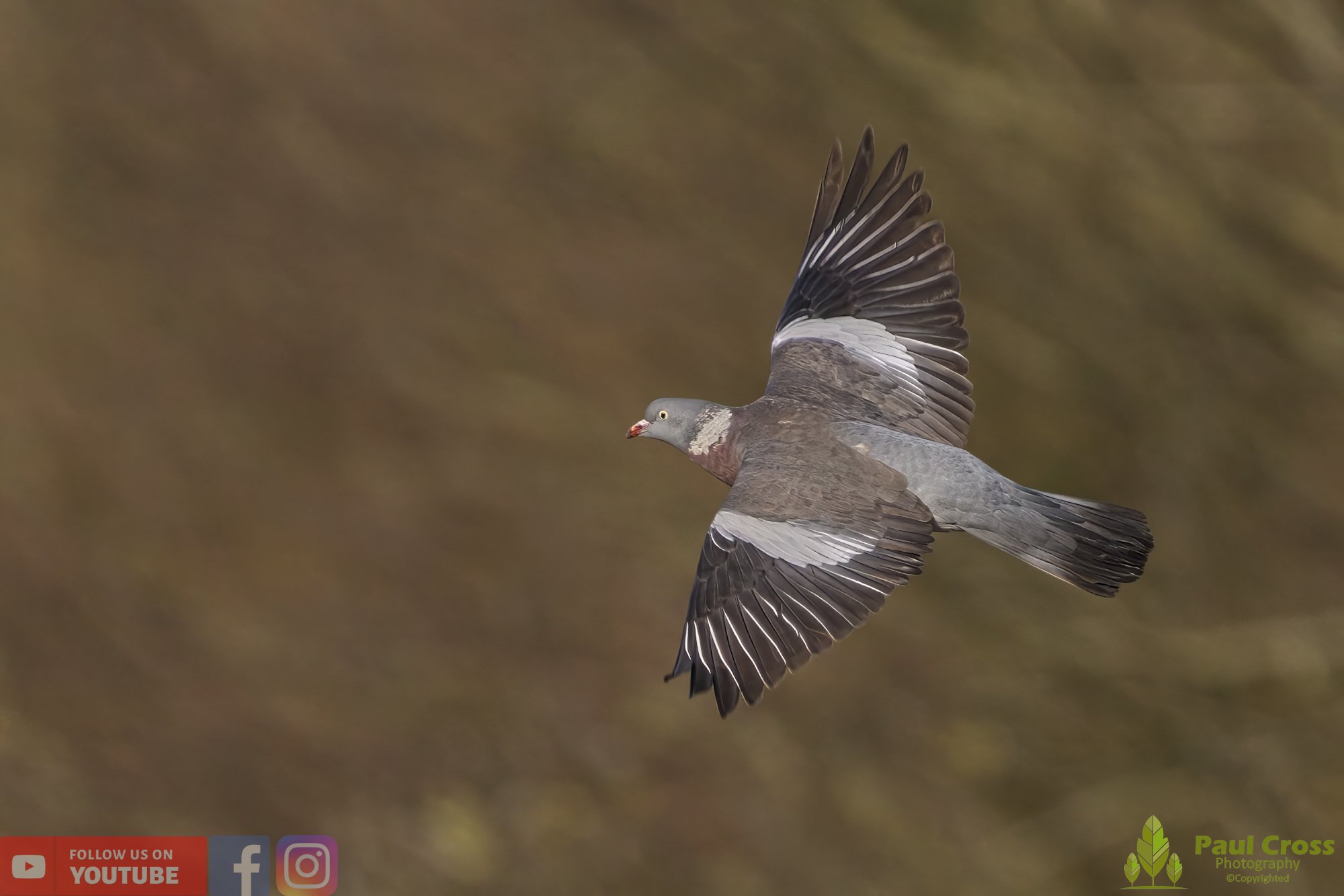 Wood Pigeon-00169.jpg