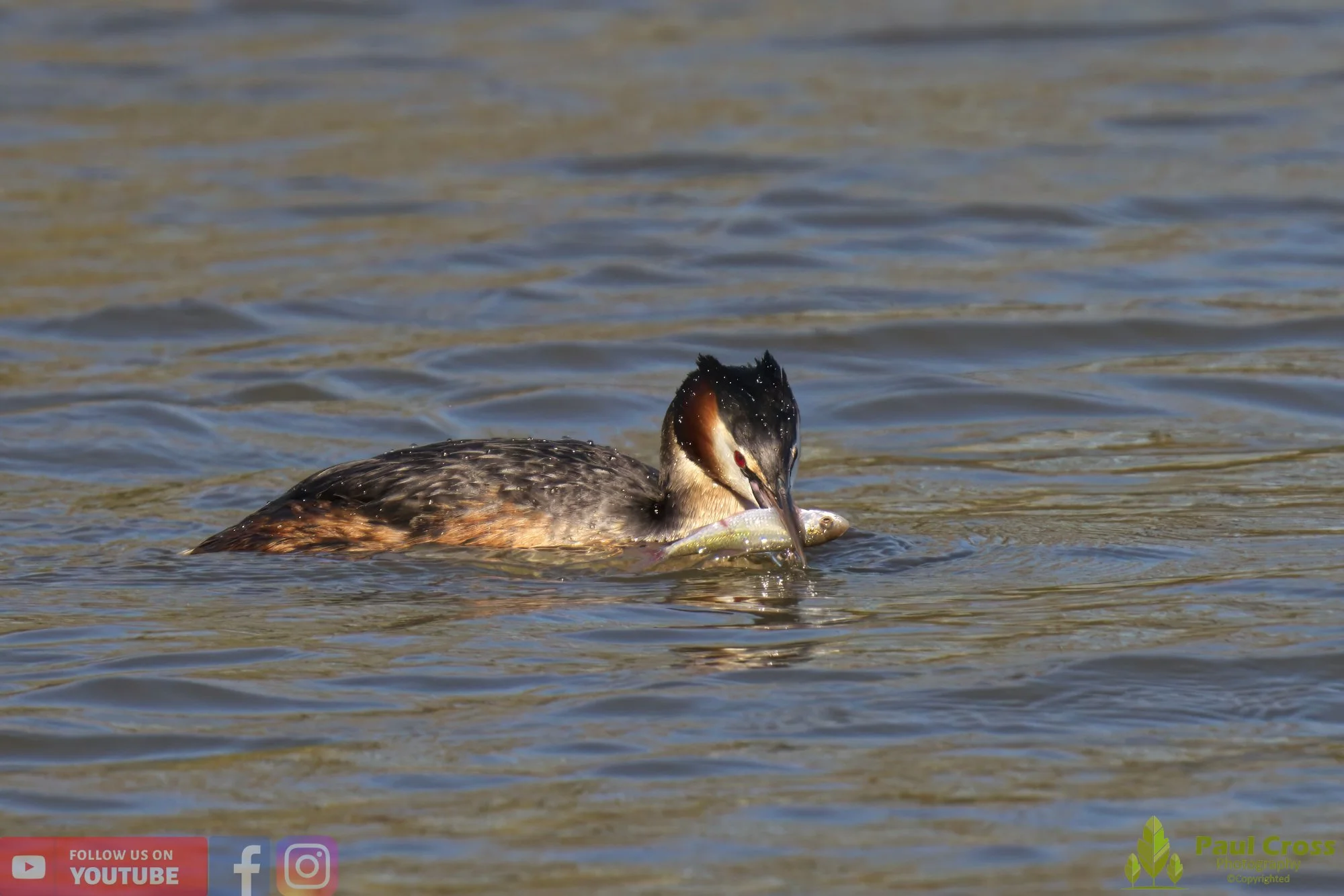 Great Crested Grebe-00764.jpg