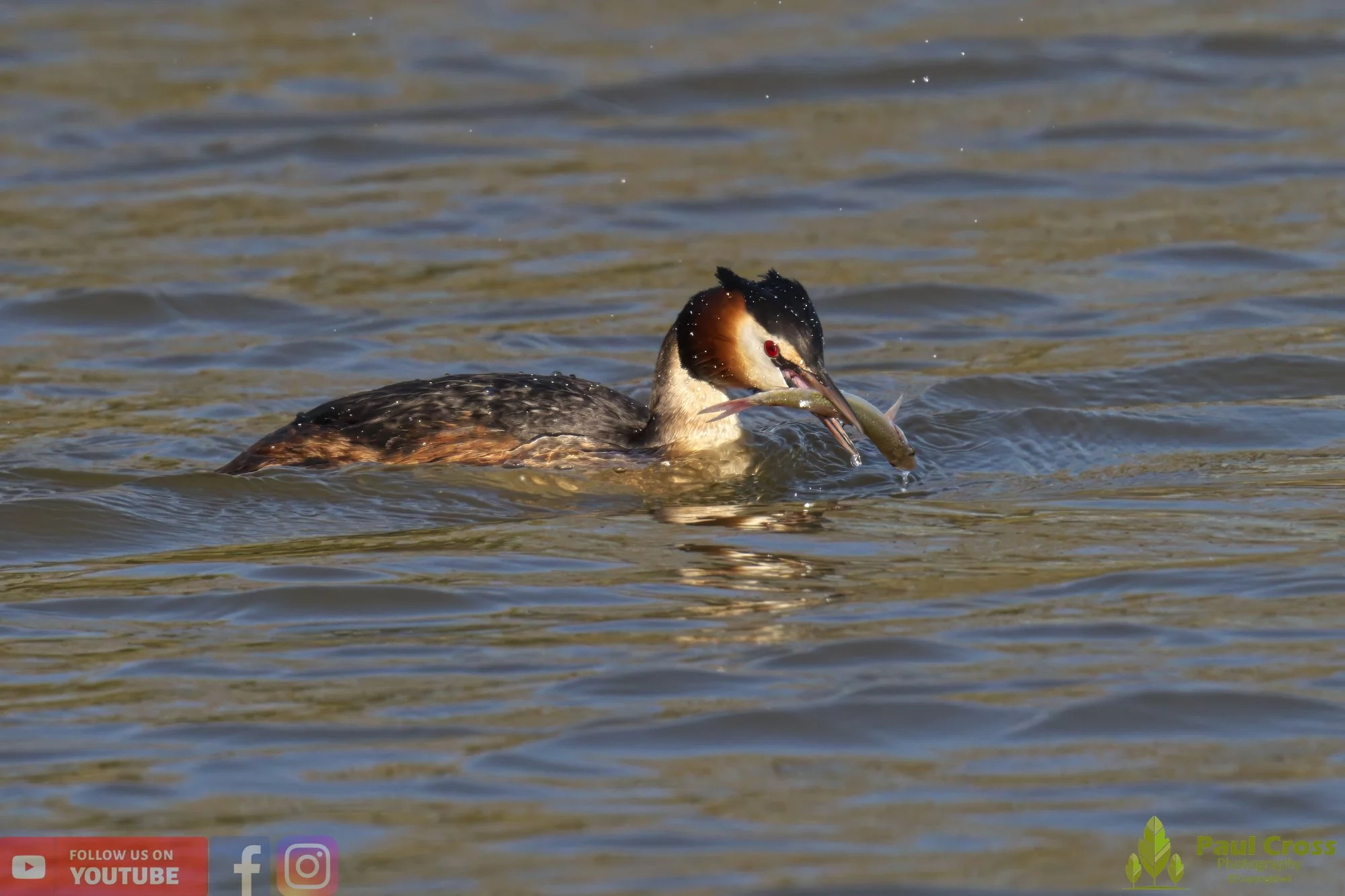 Great Crested Grebe-00763.jpg