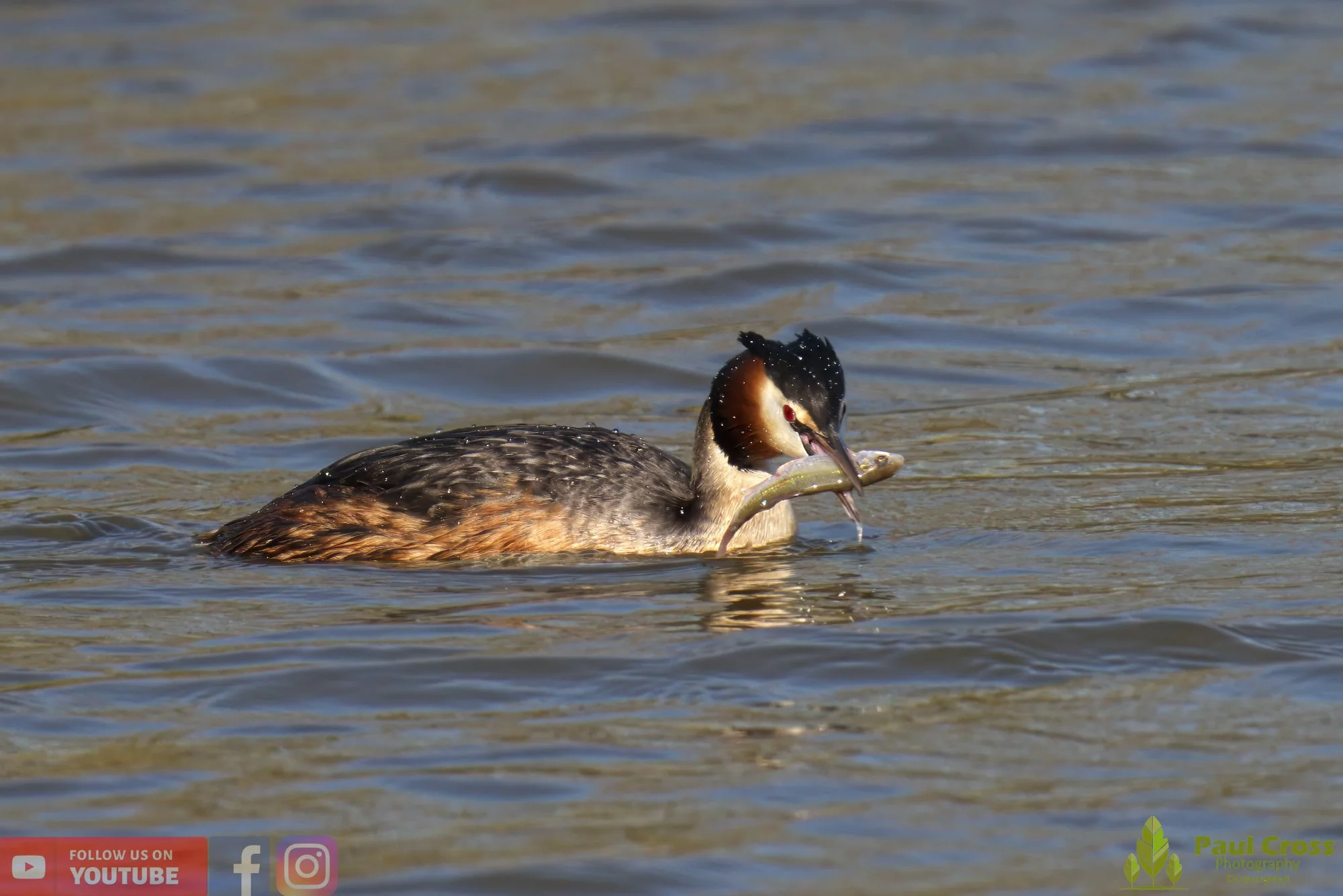 Great Crested Grebe-00765.jpg
