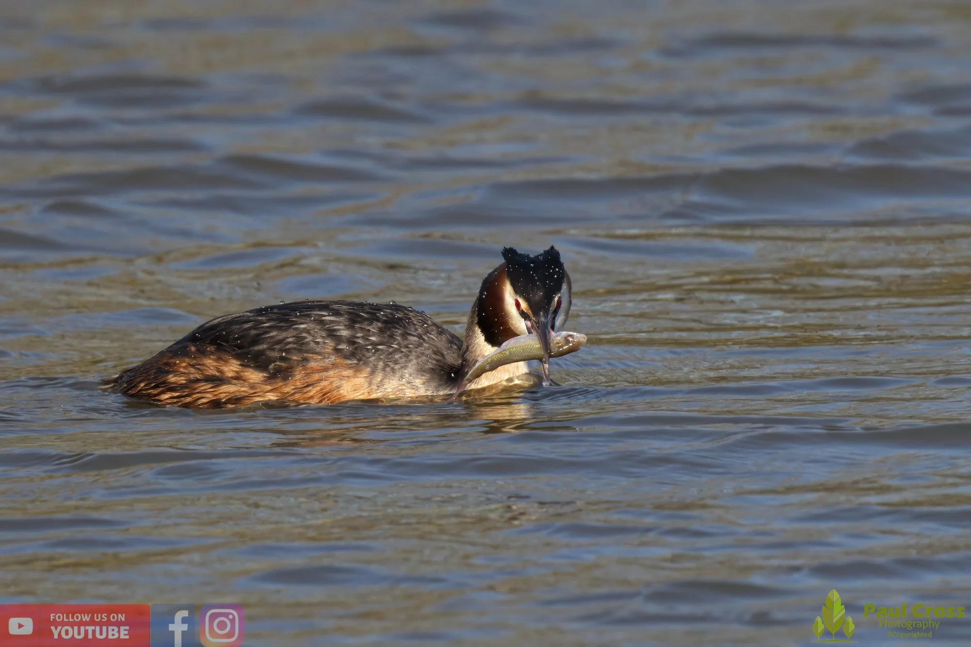 Great Crested Grebe-00766.jpg