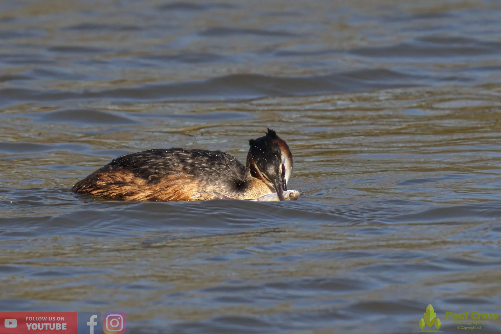 Great Crested Grebe-00767.jpg