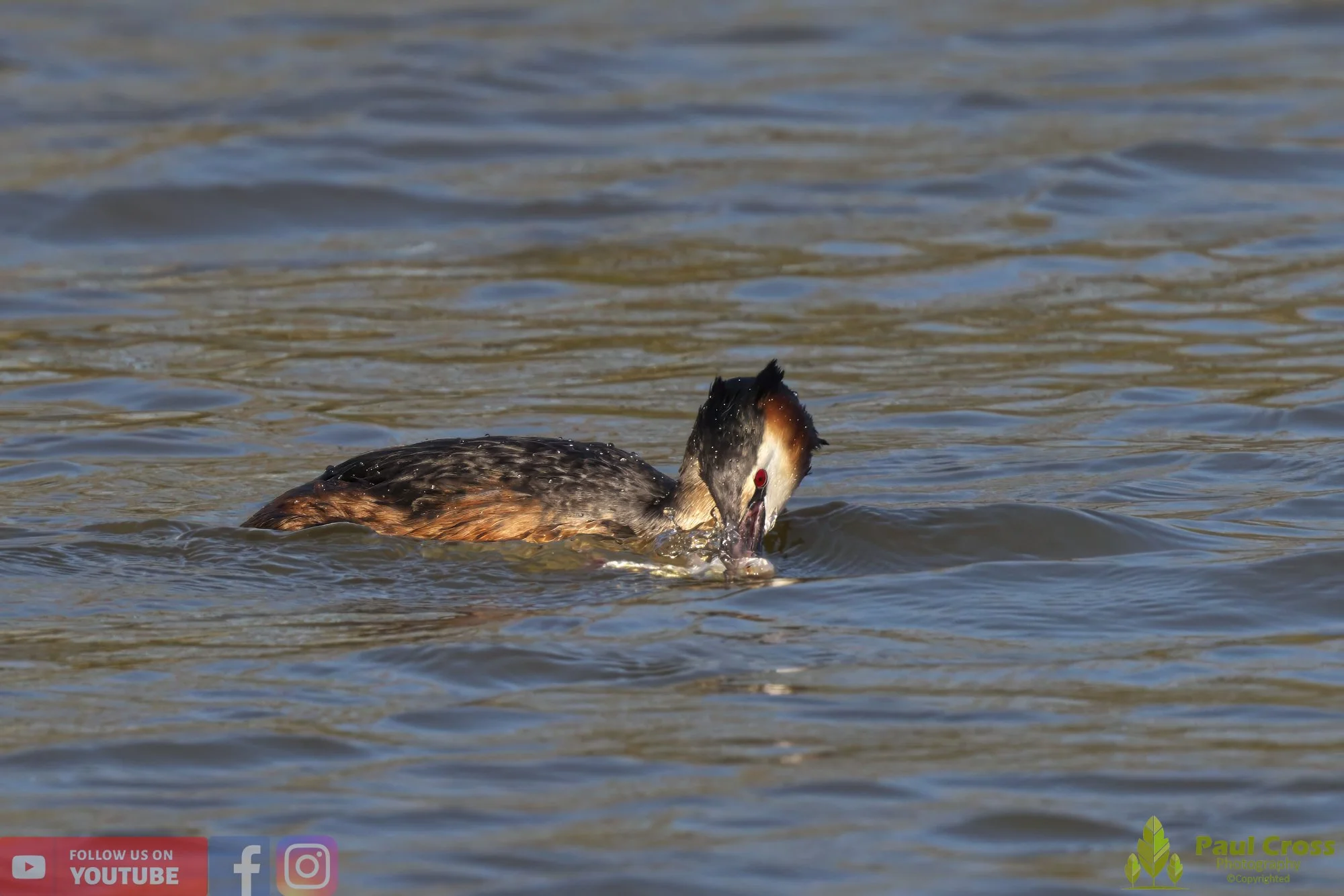 Great Crested Grebe-00768.jpg