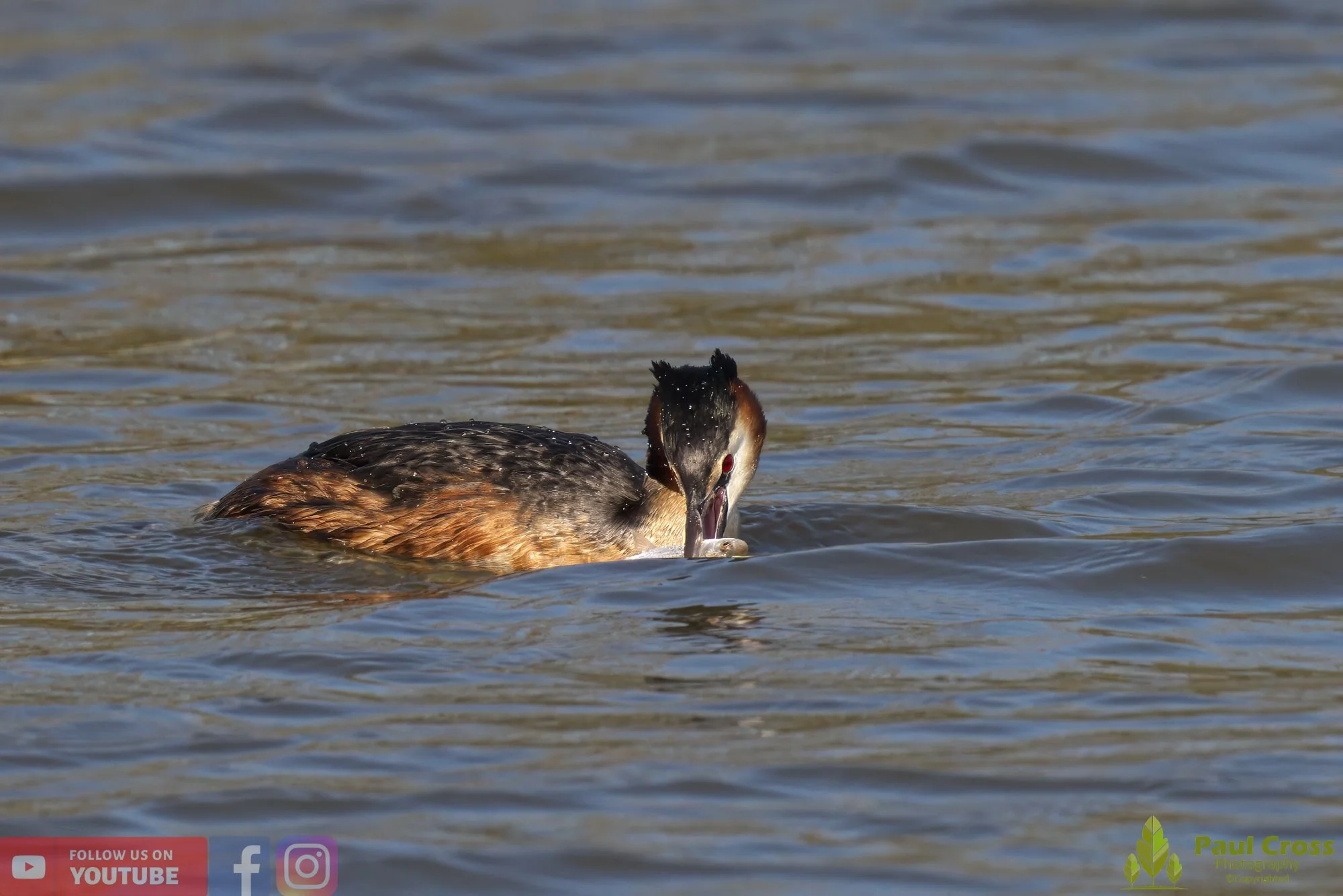 Great Crested Grebe-00769.jpg