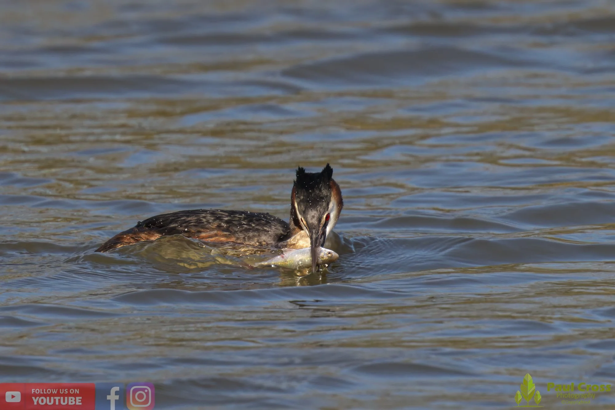 Great Crested Grebe-00770.jpg