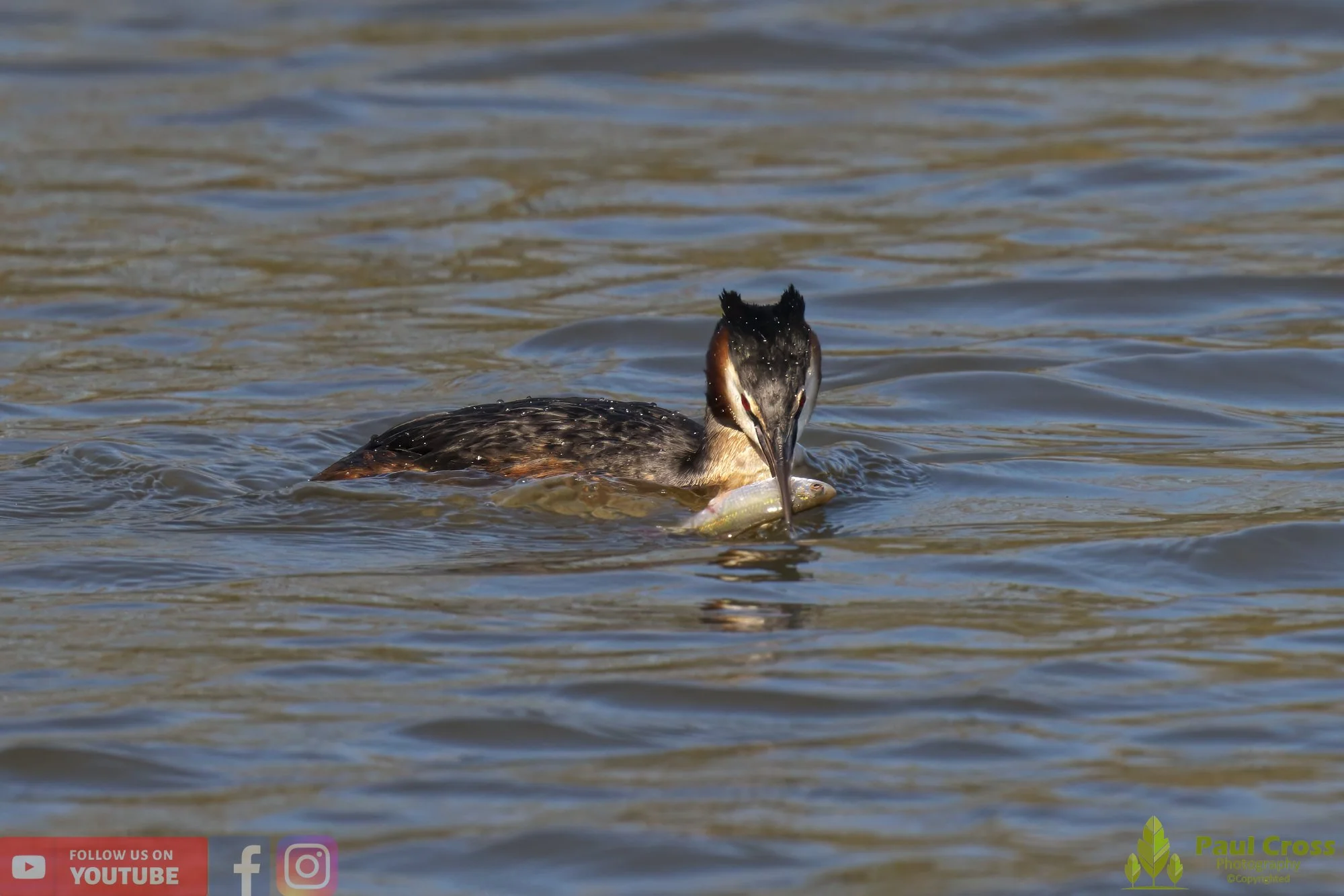 Great Crested Grebe-00771.jpg