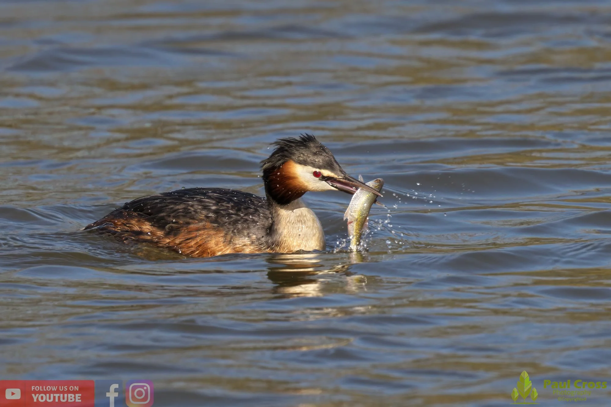 Great Crested Grebe-00772.jpg