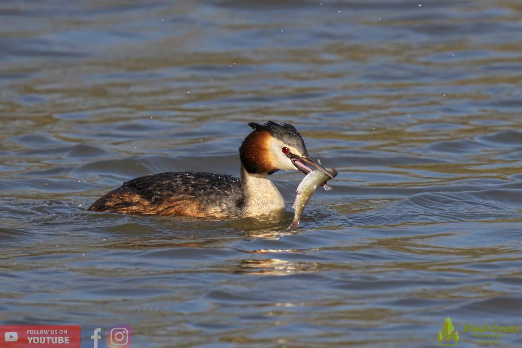 Great Crested Grebe-00773.jpg