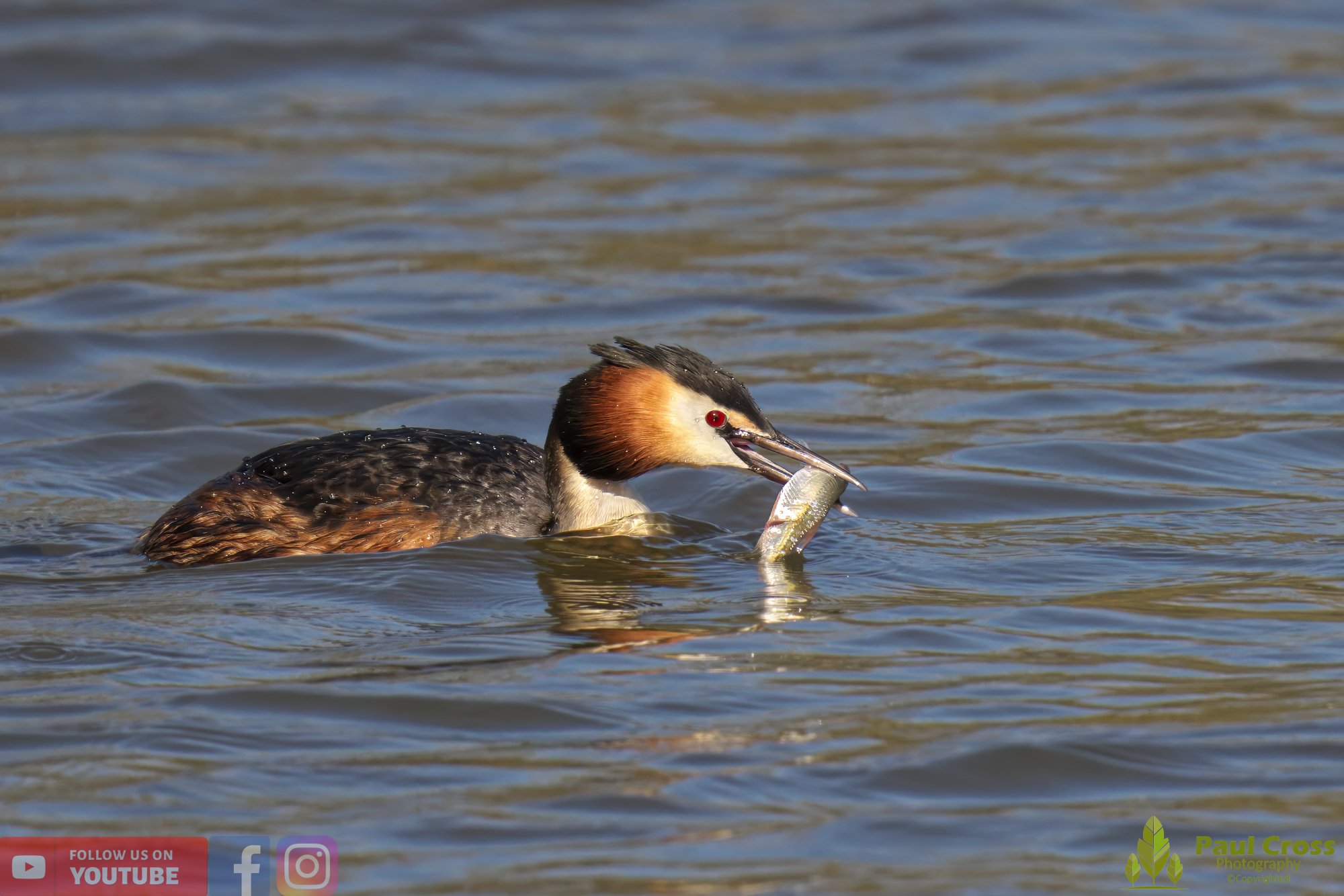 Great Crested Grebe-00774.jpg