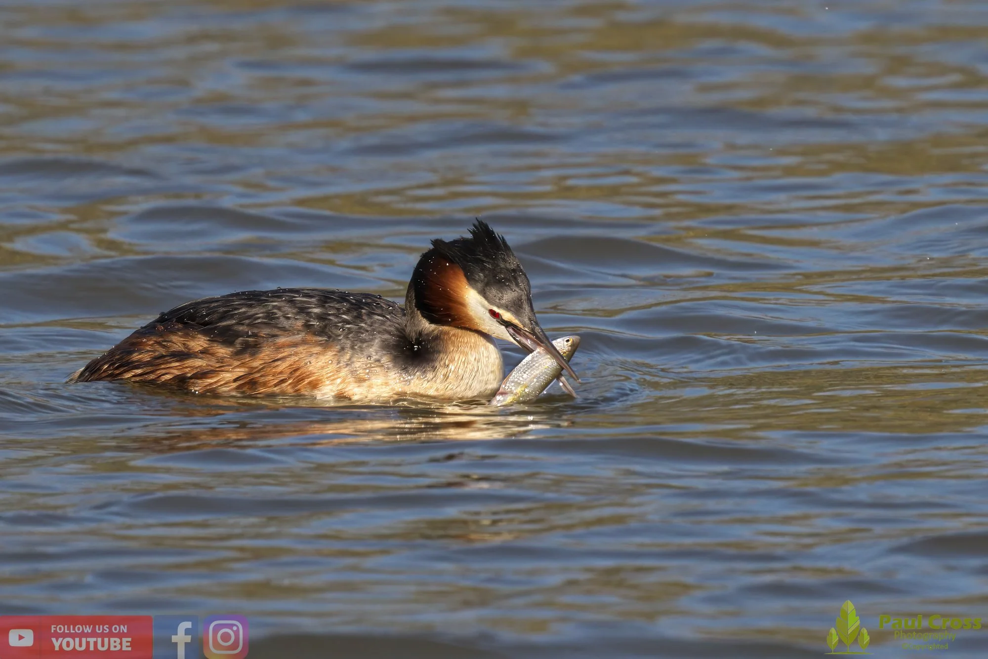Great Crested Grebe-00775.jpg
