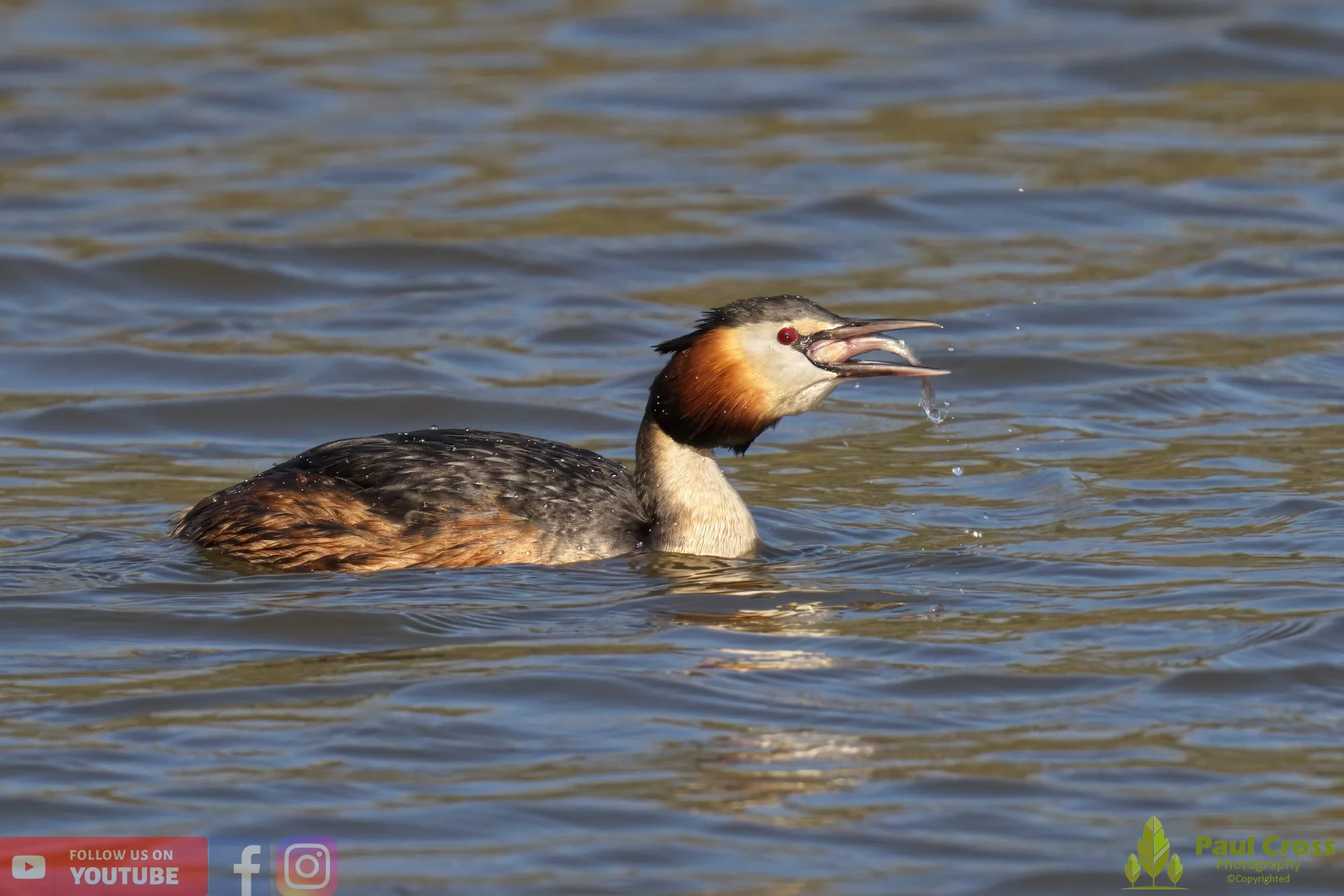 Great Crested Grebe-00777.jpg