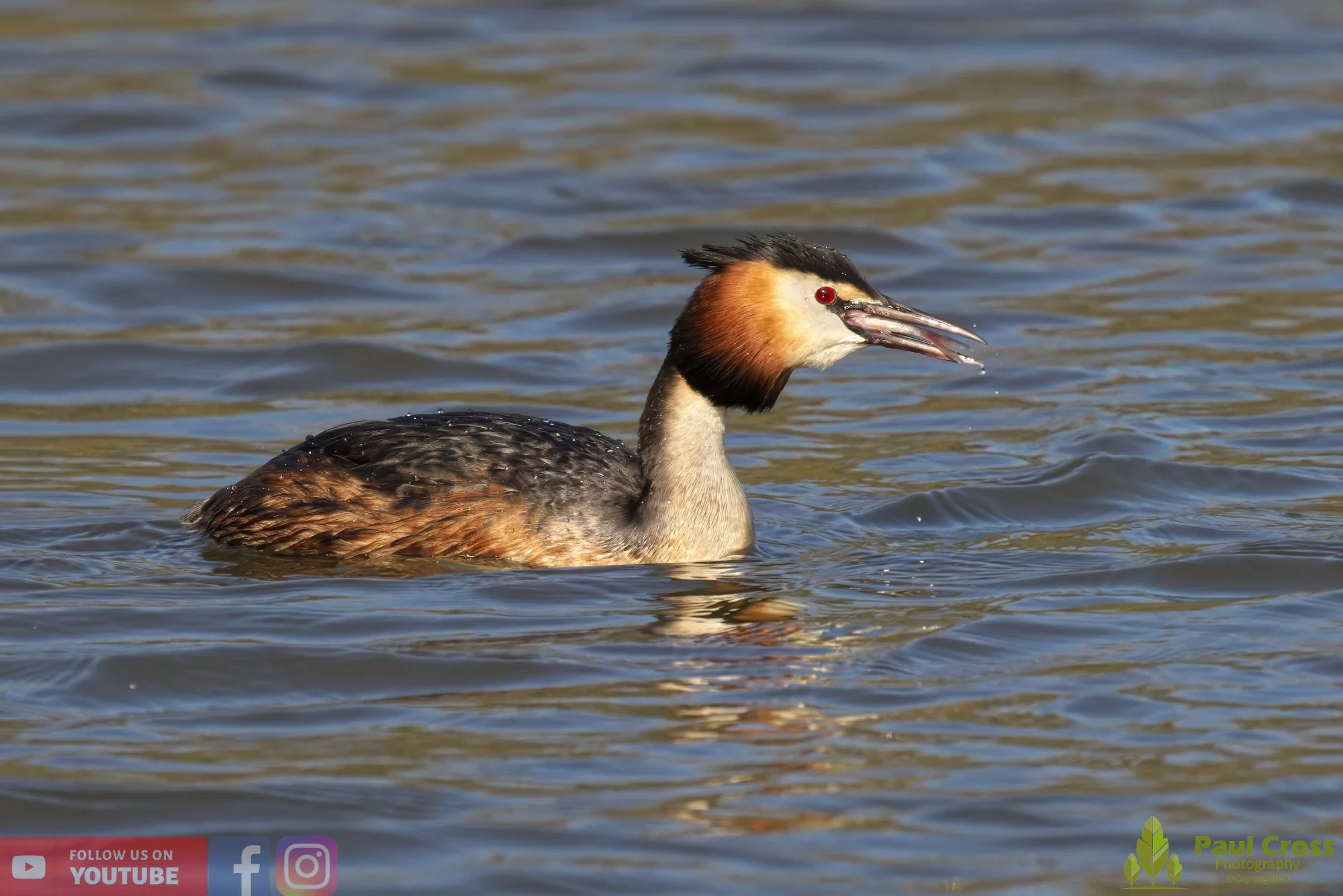 Great Crested Grebe-00778.jpg