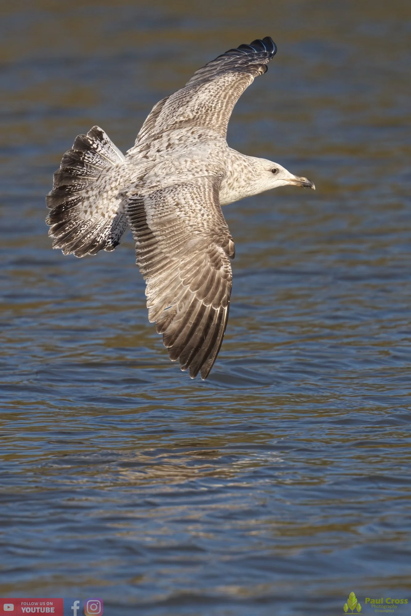 Herring Gull-00393.jpg