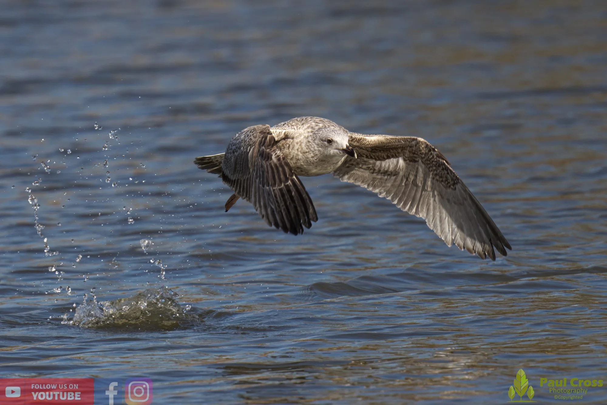 Herring Gull-00394.jpg