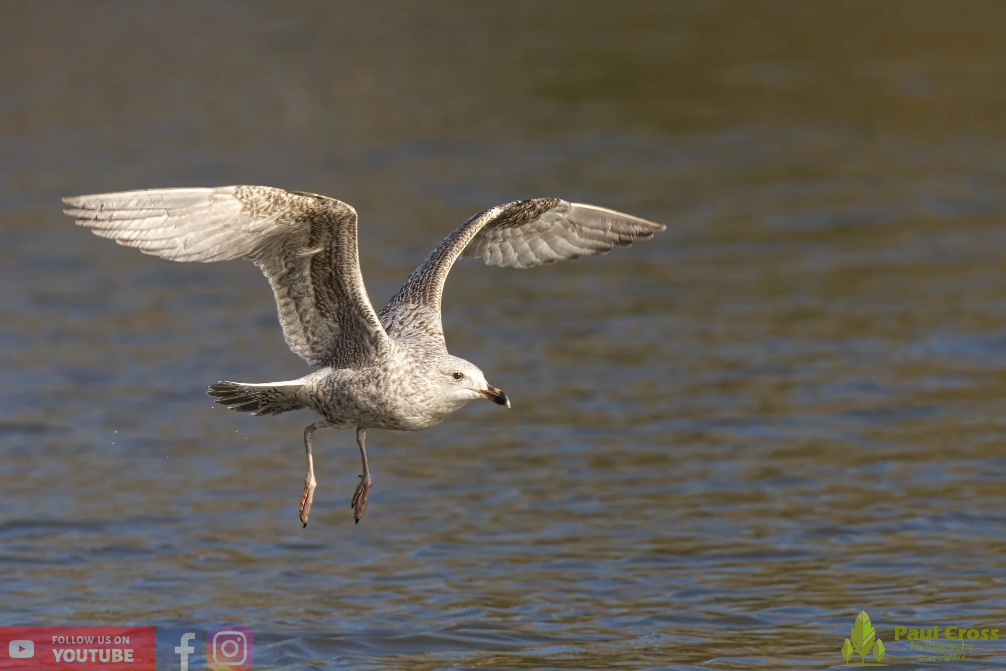 Herring Gull-00395.jpg