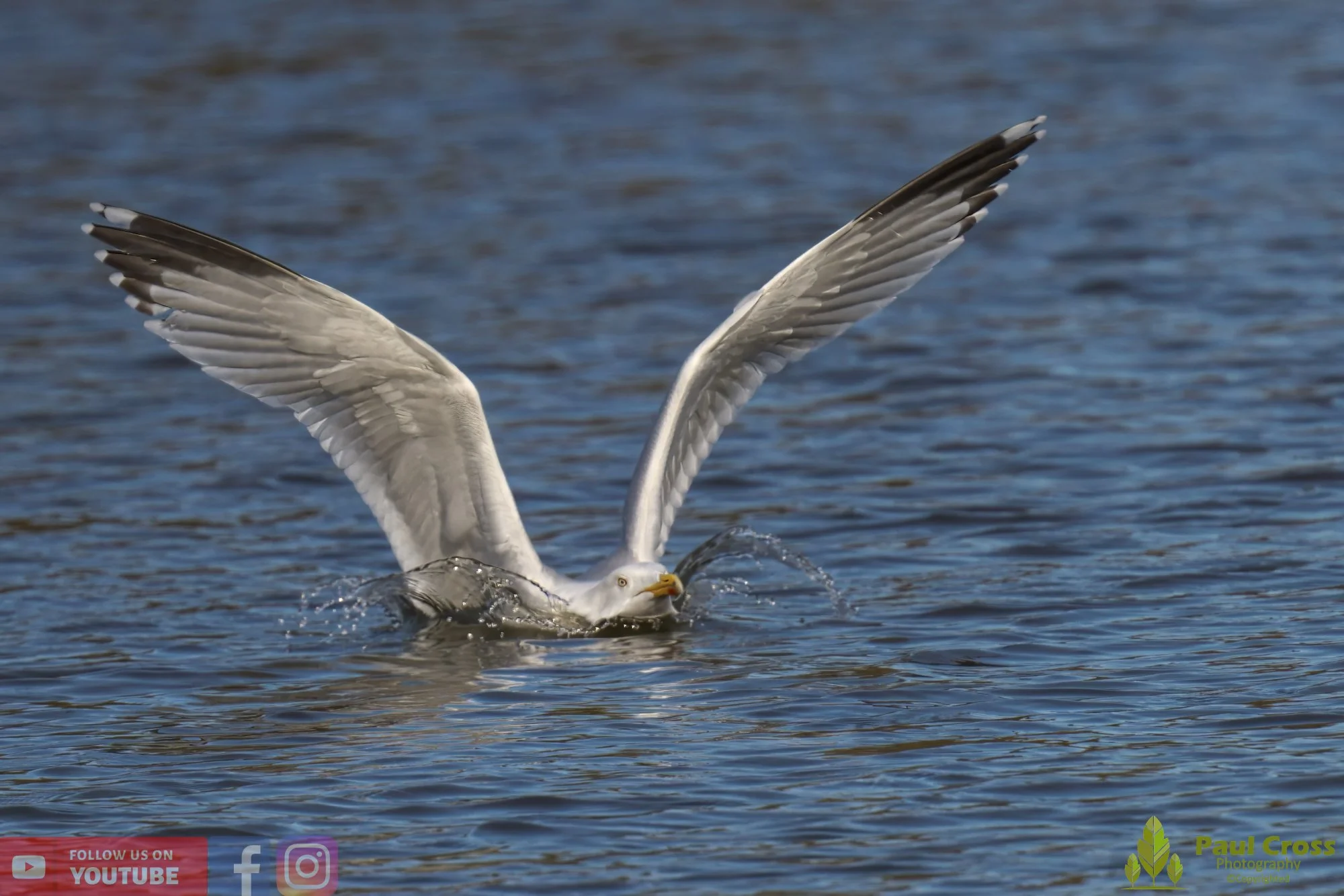 Herring Gull-00396.jpg