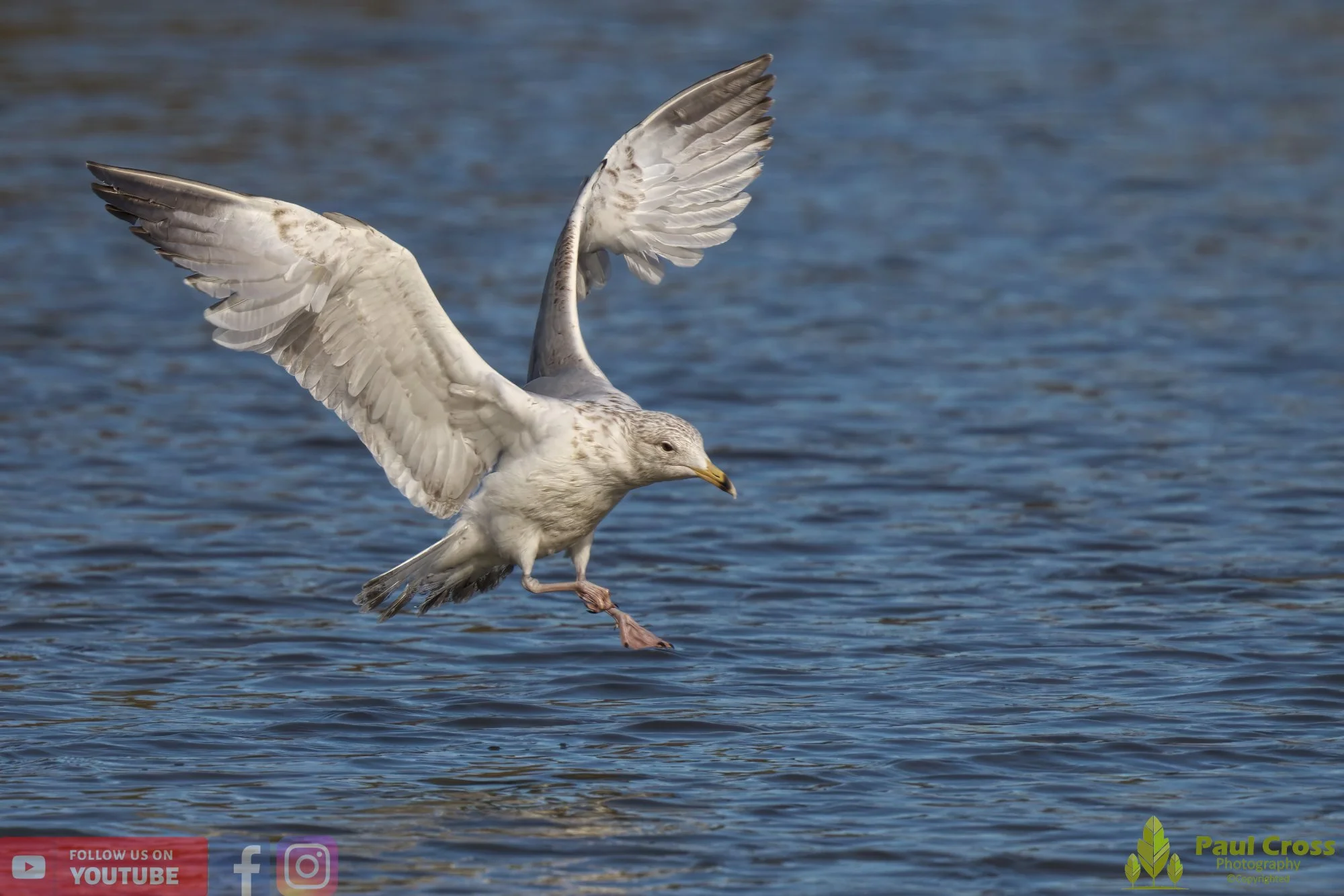 Herring Gull-00397.jpg