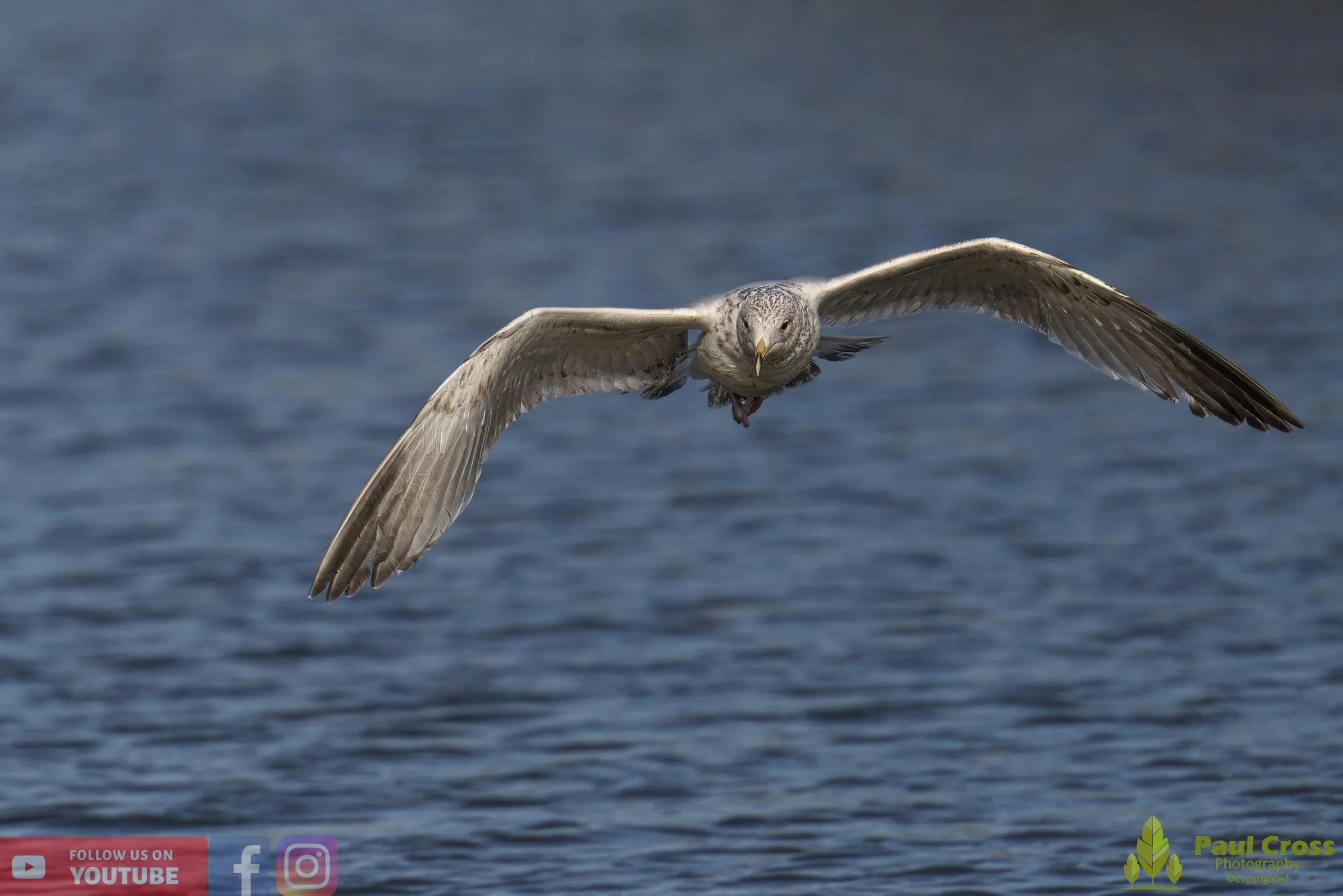 Herring Gull-00398.jpg