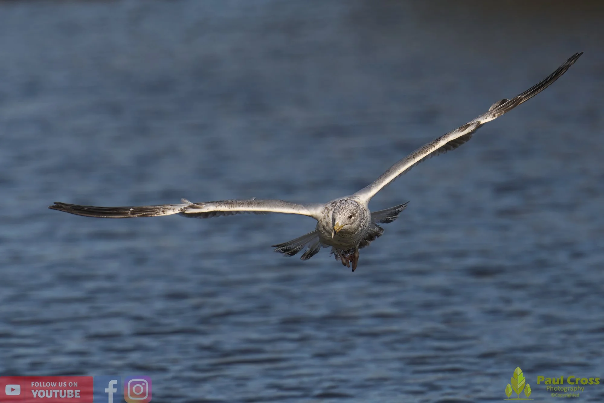 Herring Gull-00399.jpg