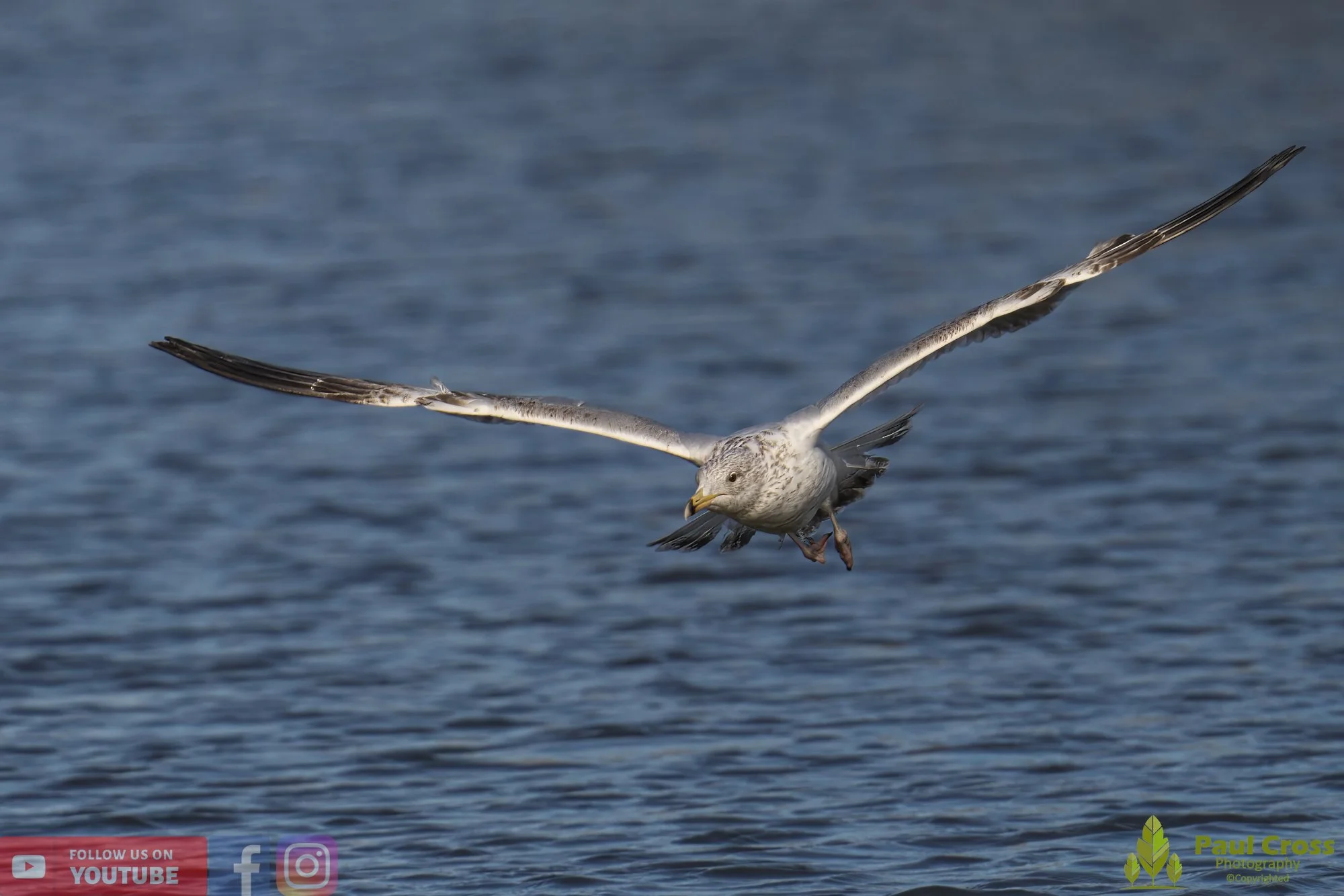 Herring Gull-00400.jpg