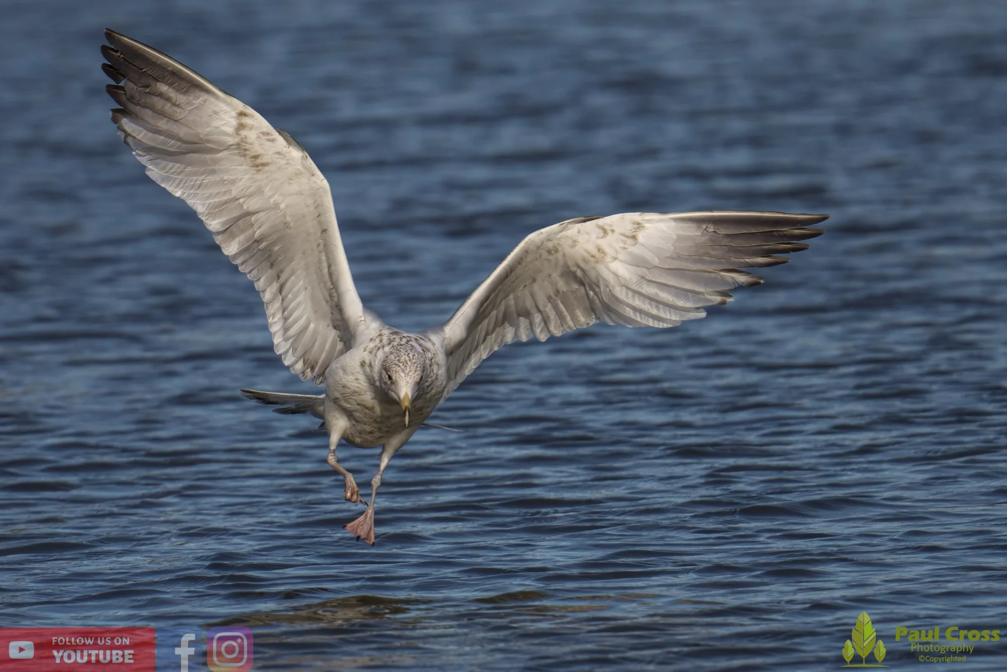 Herring Gull-00401.jpg