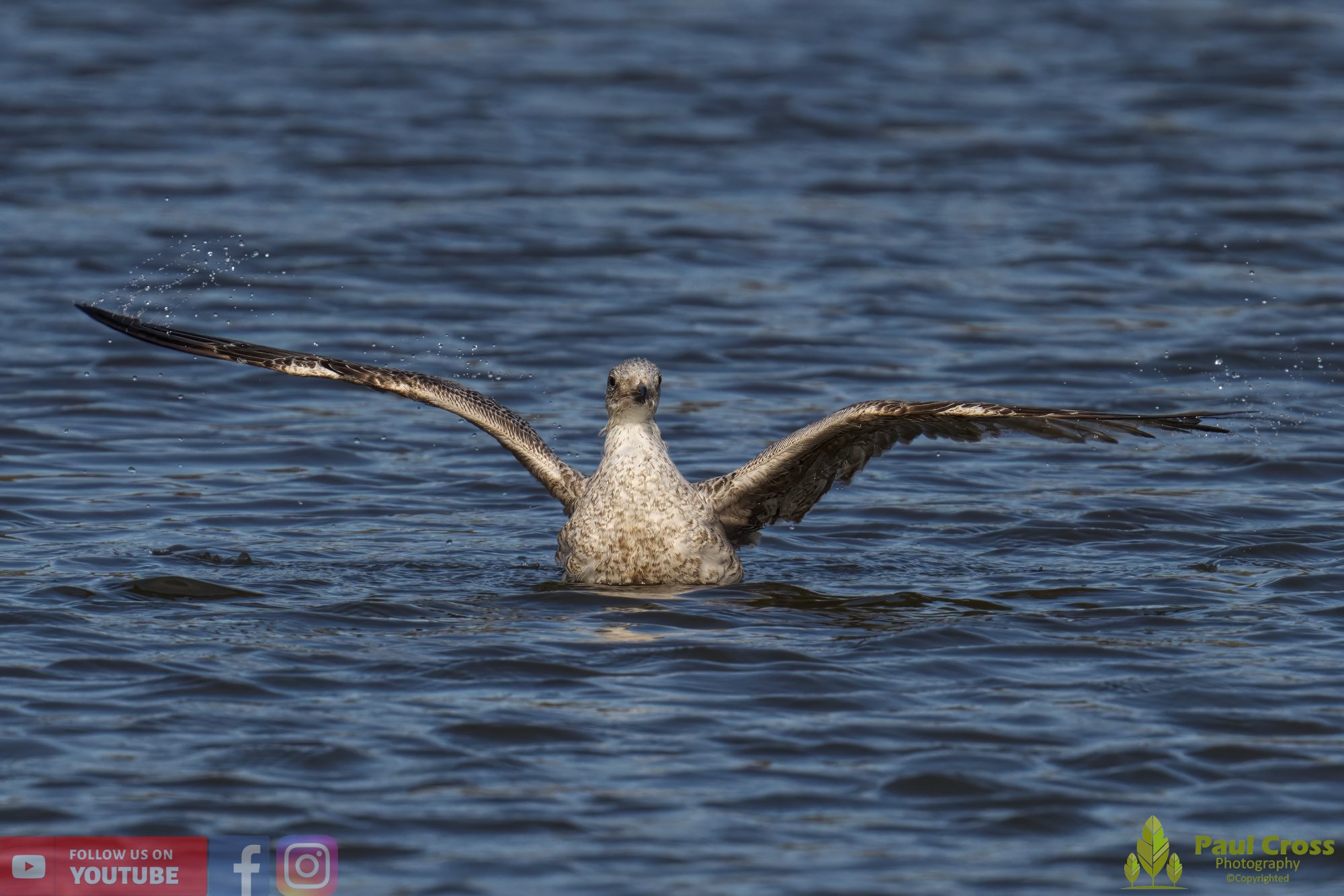 Herring Gull-00402.jpg