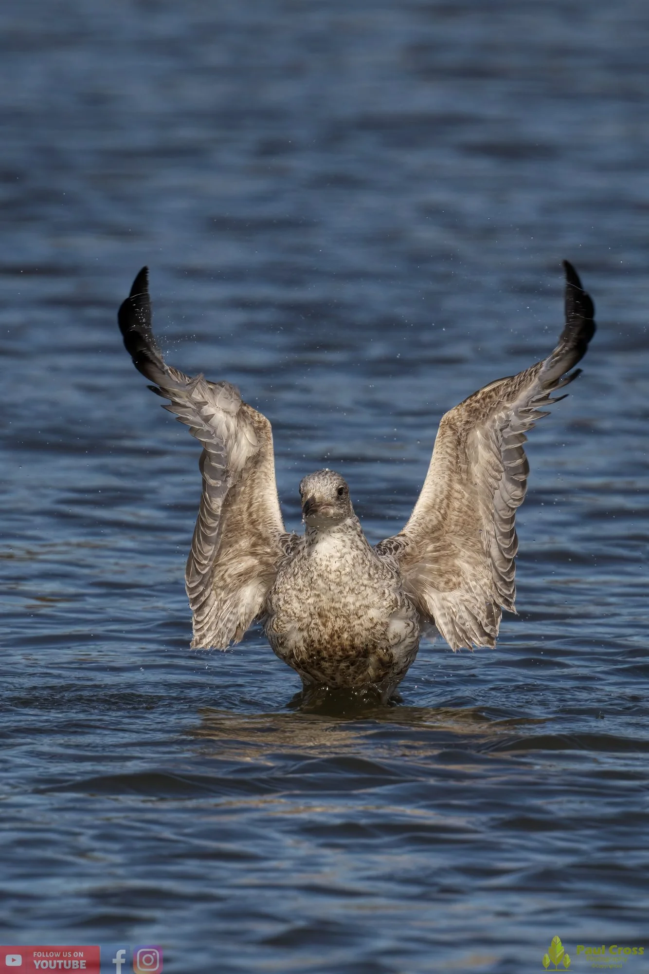 Herring Gull-00404.jpg