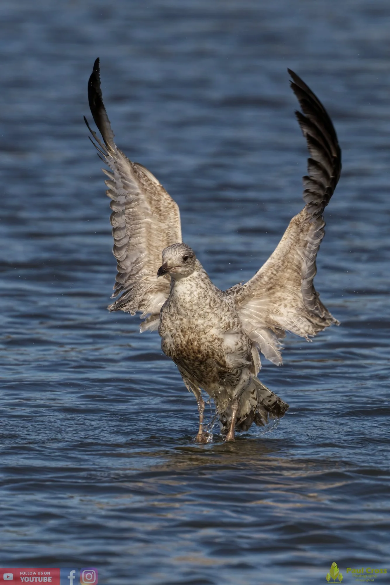 Herring Gull-00405.jpg