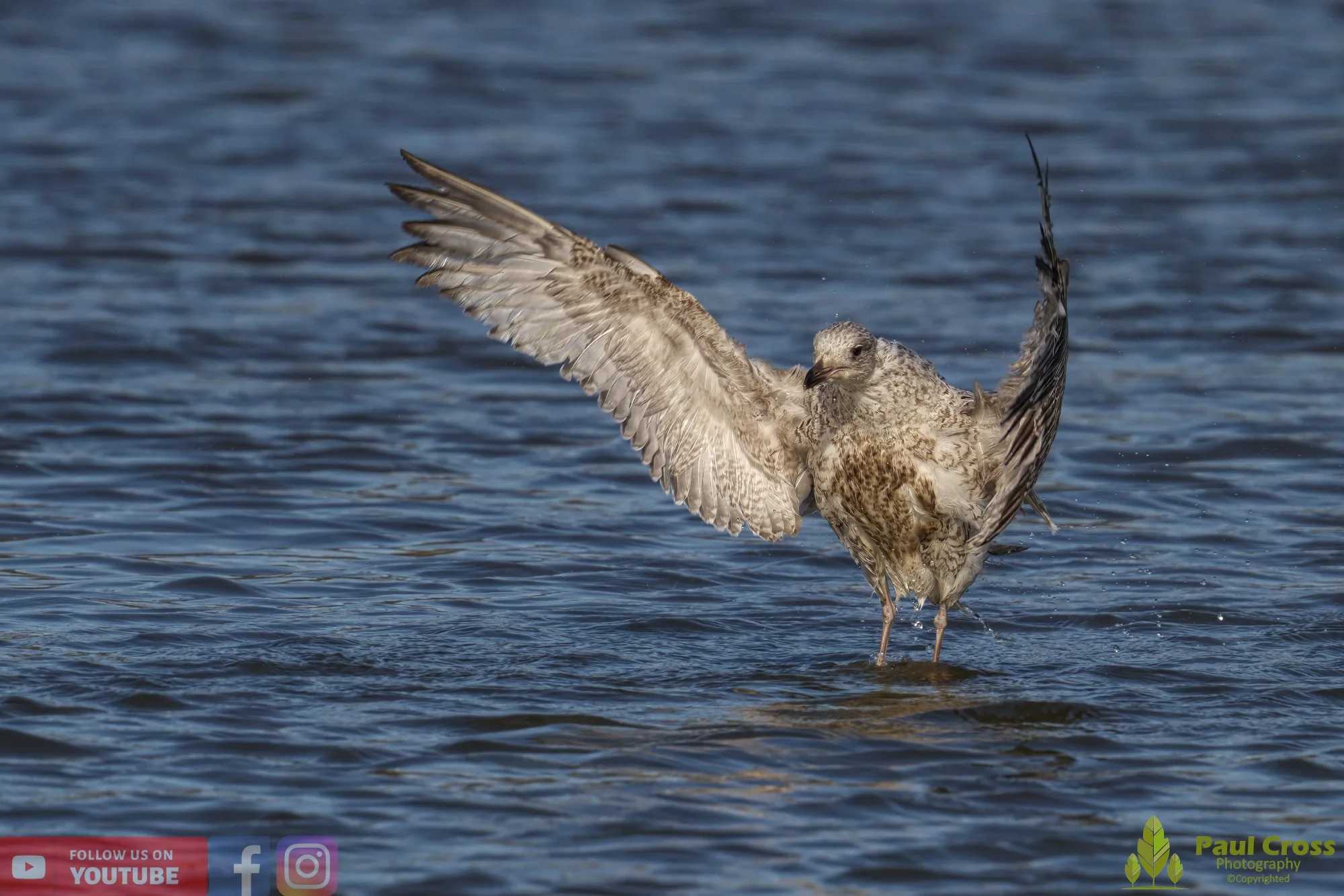 Herring Gull-00406.jpg