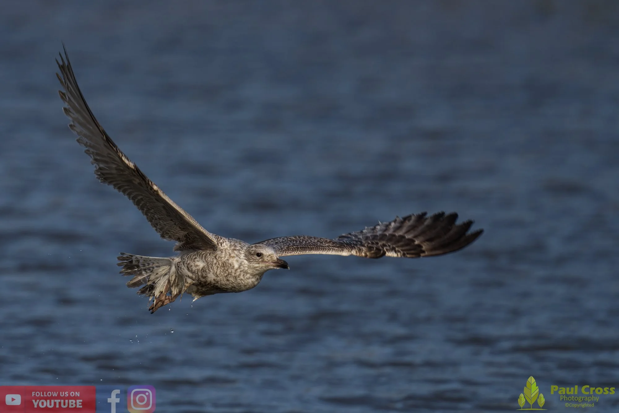 Herring Gull-00407.jpg