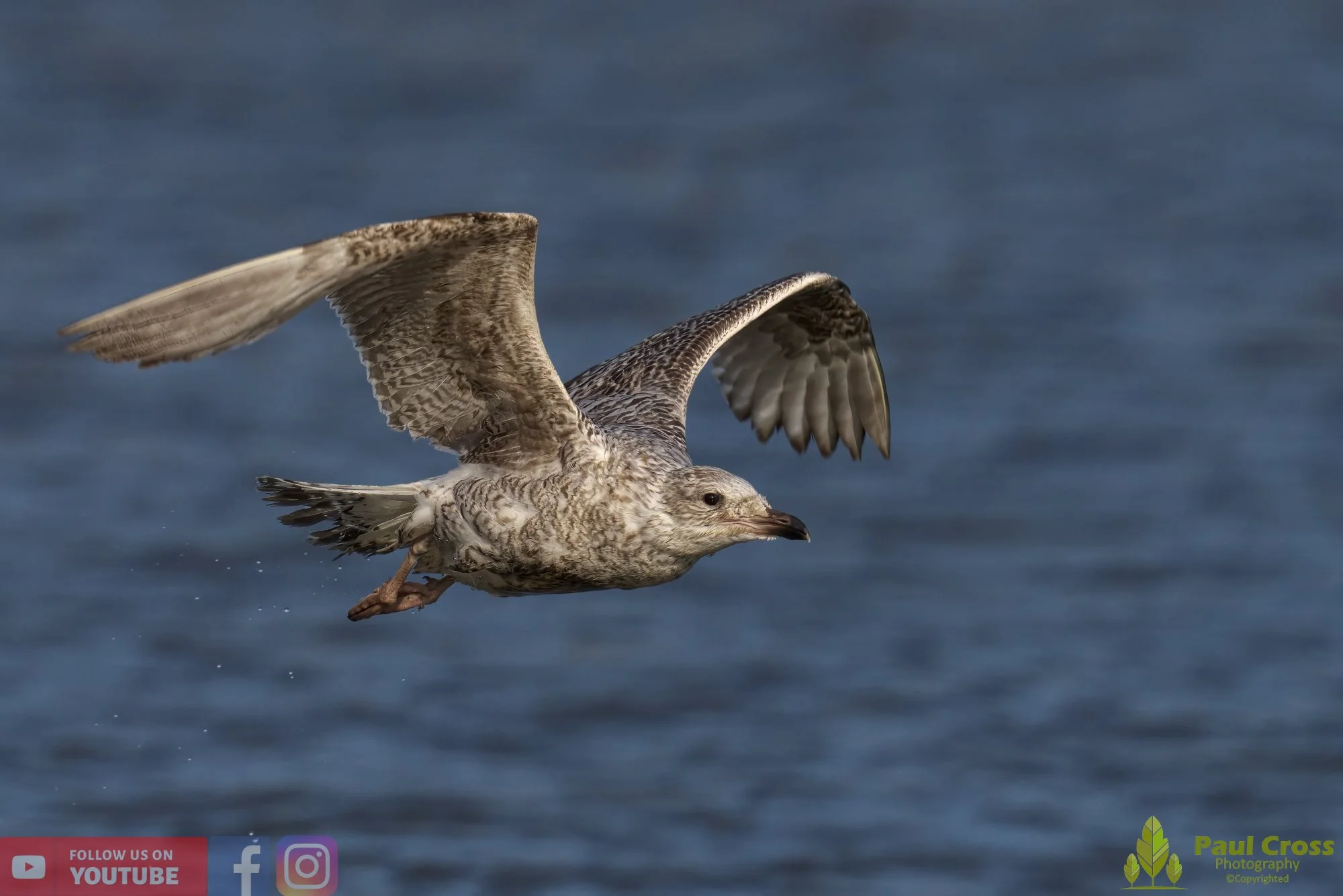 Herring Gull-00408.jpg