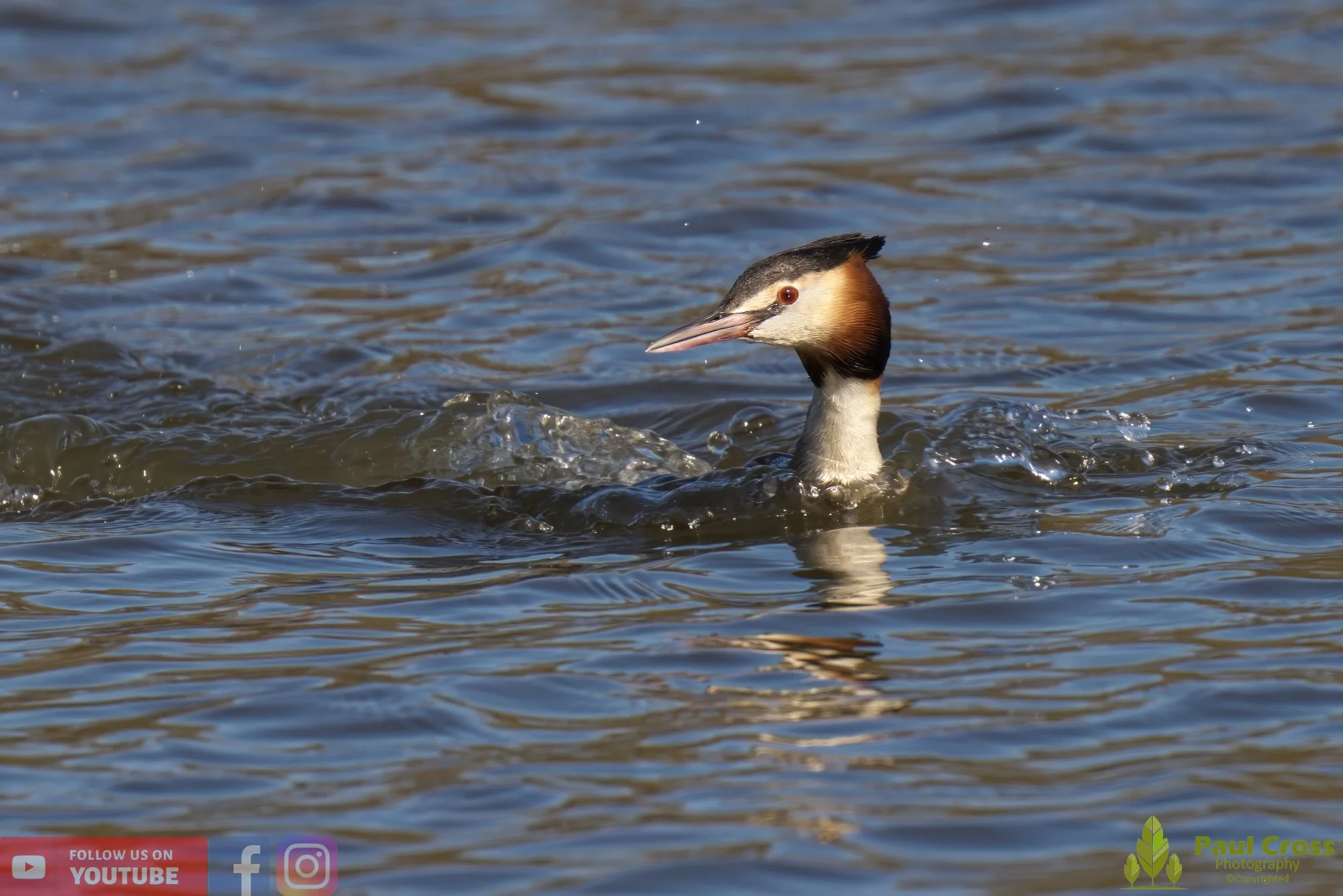 Great Crested Grebe-00759.jpg