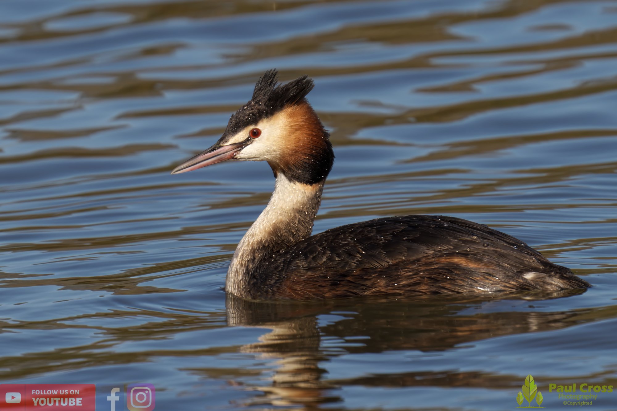 Great Crested Grebe-00760.jpg