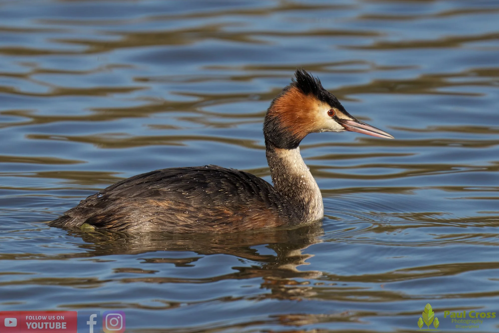 Great Crested Grebe-00761.jpg
